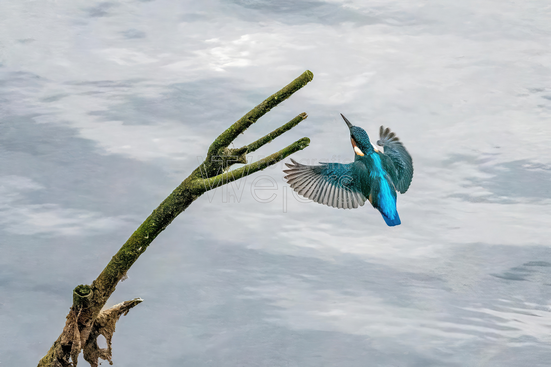 Eisvogel, Deutschland