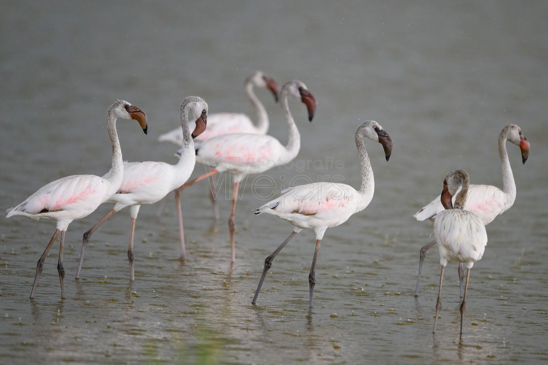 Rosaflamingo, Afrika