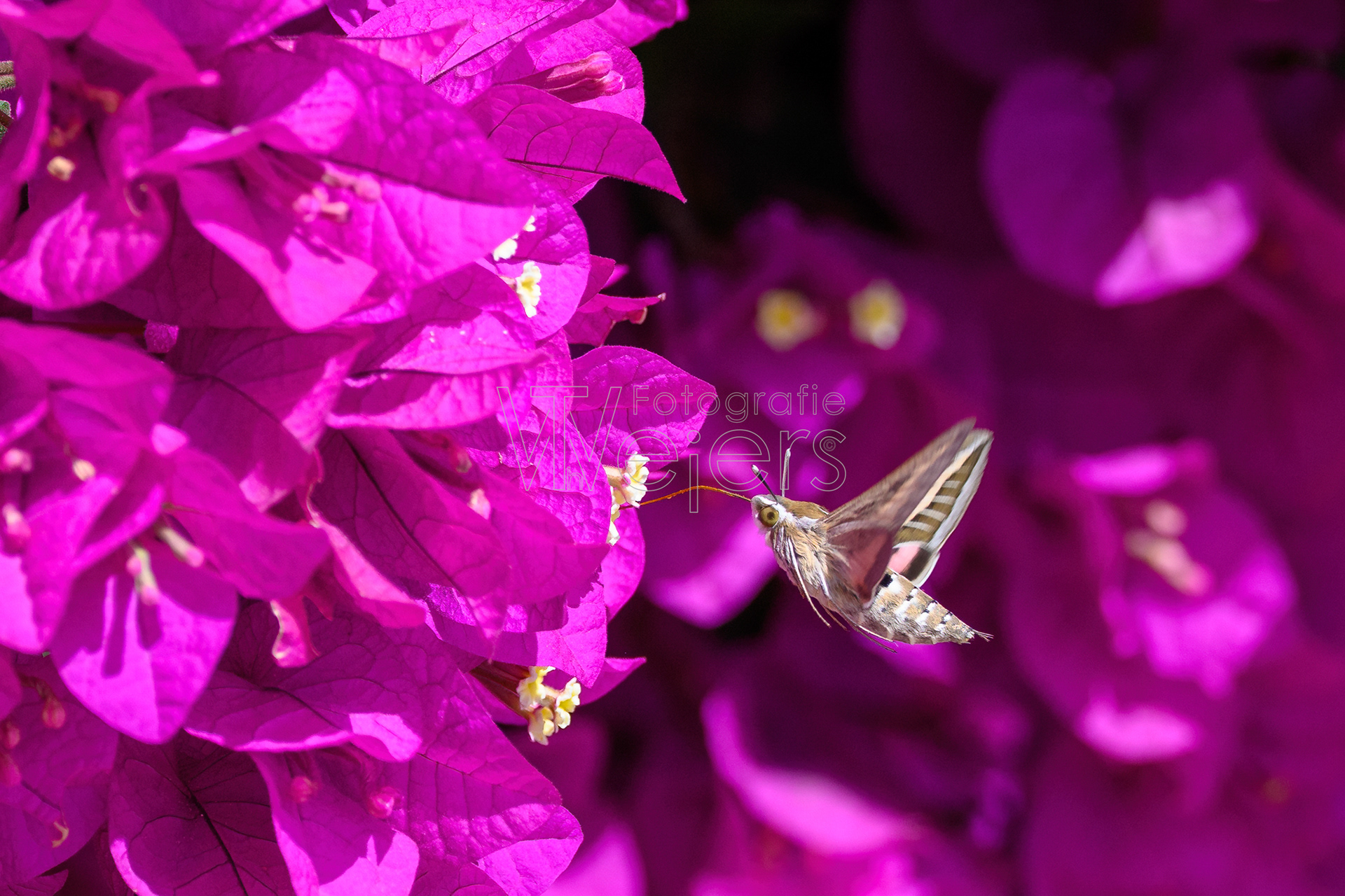 Taubenschwänzchen, Afrika