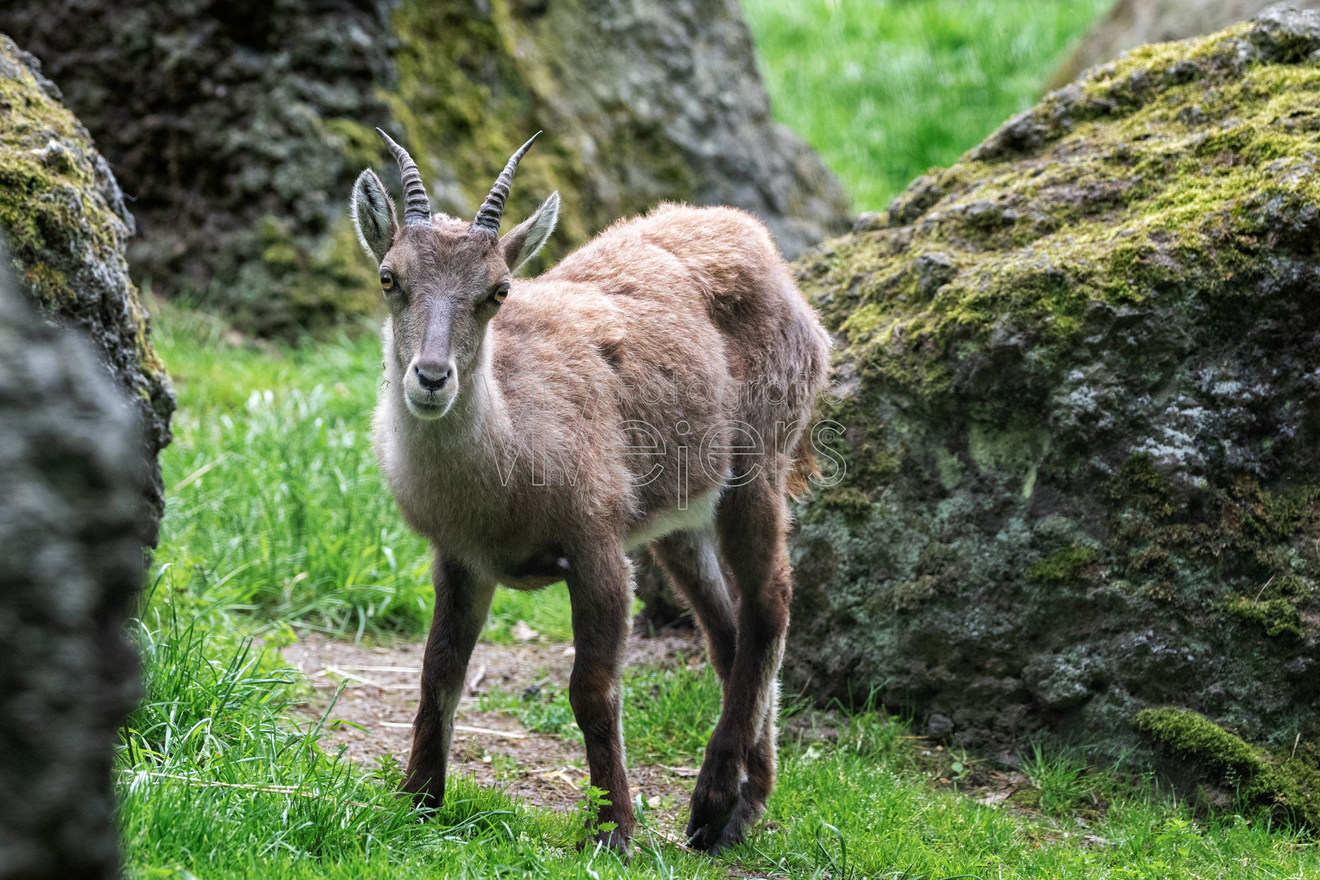 Alpensteinbock, Deutschland (WP)
