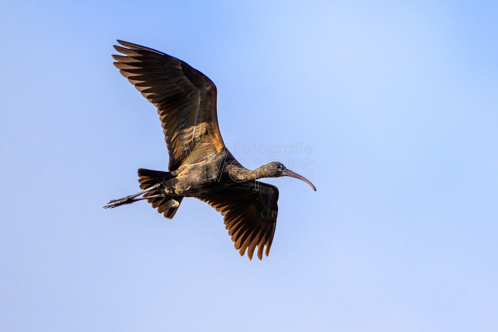 Brauner Sichler, Afrika