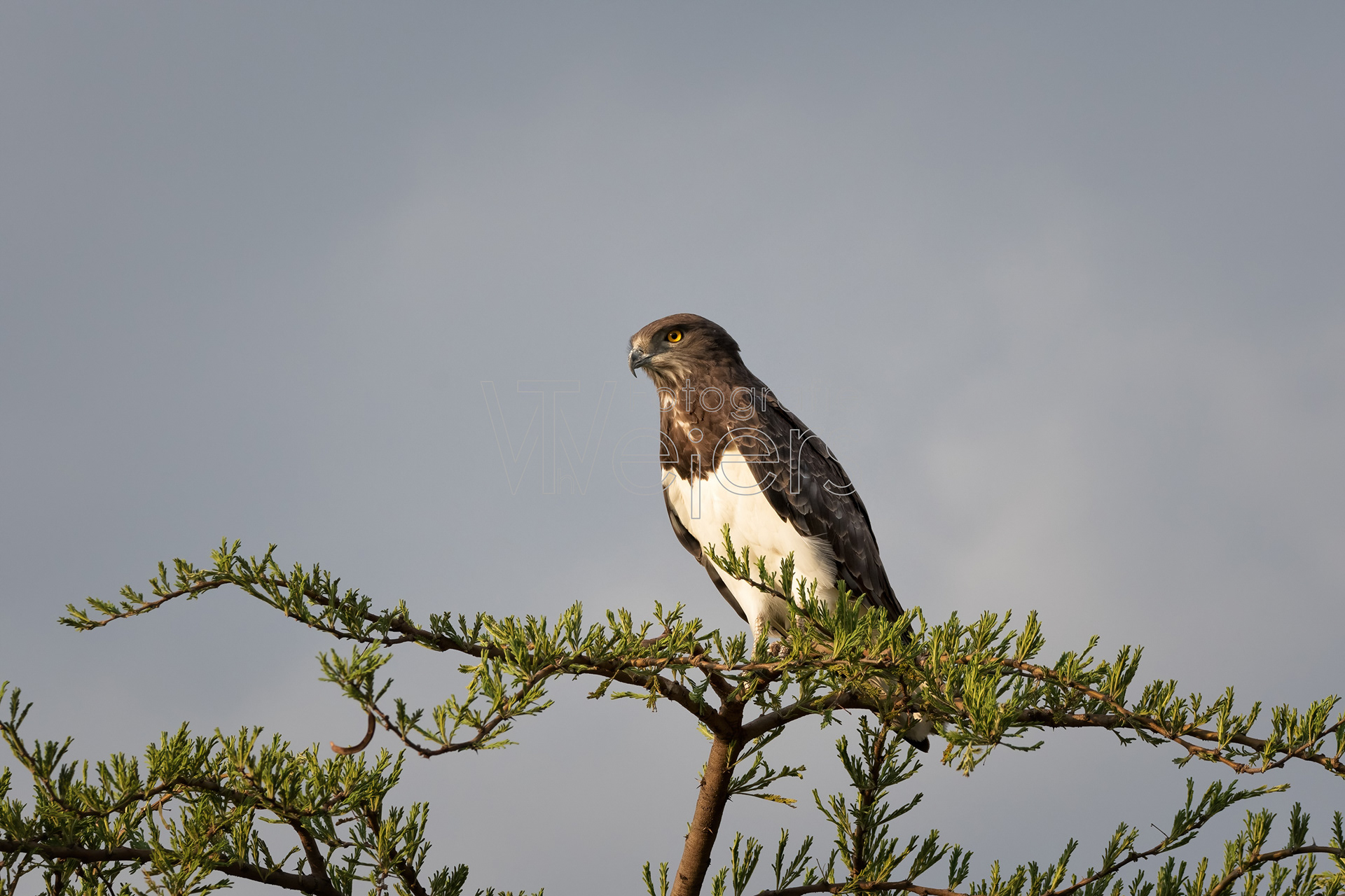 Schlangenadler, Afrika