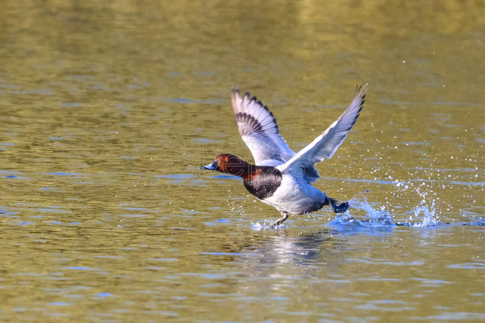 Tafelente, Deutschland