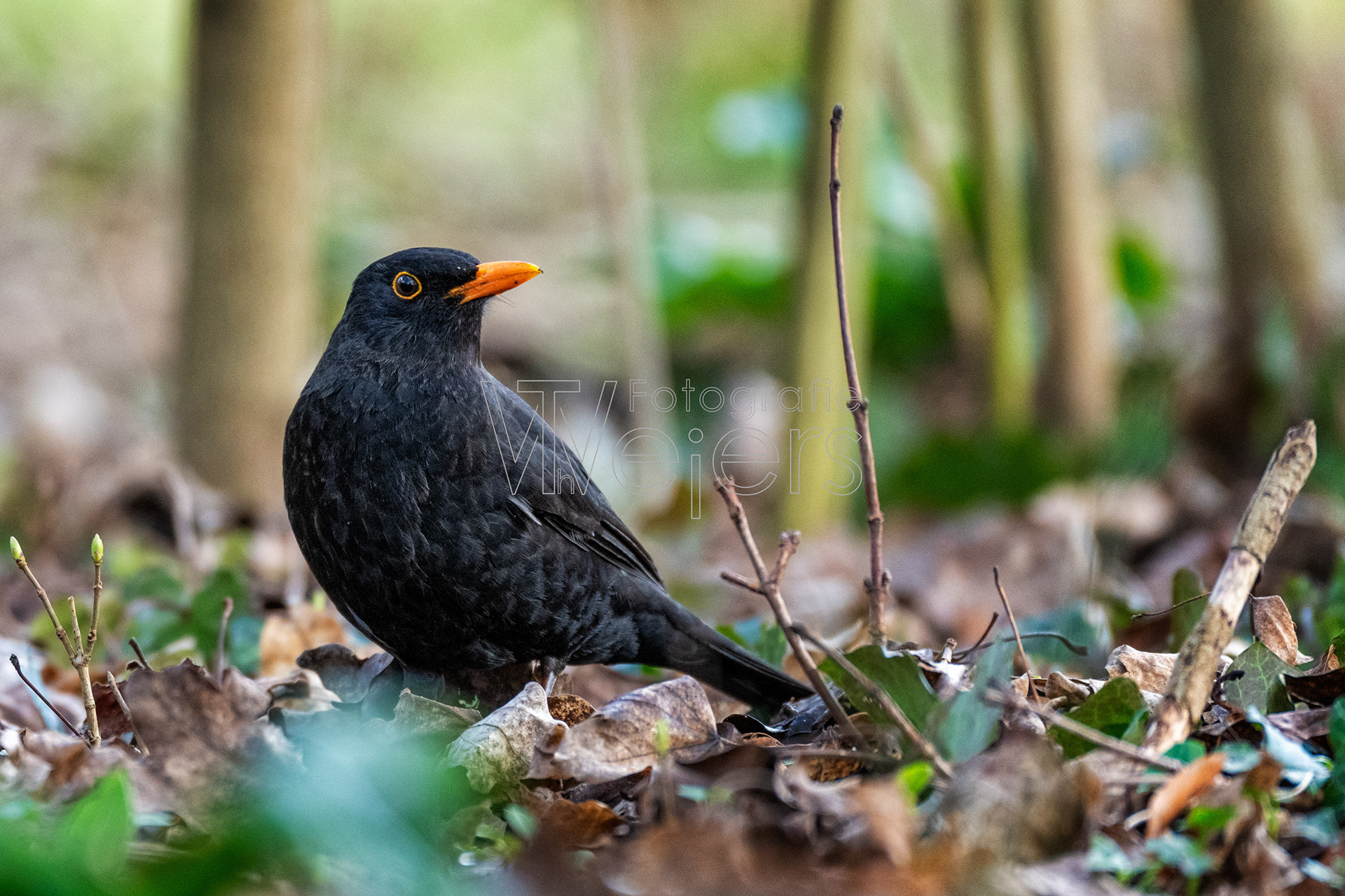 Amsel, Deutschland