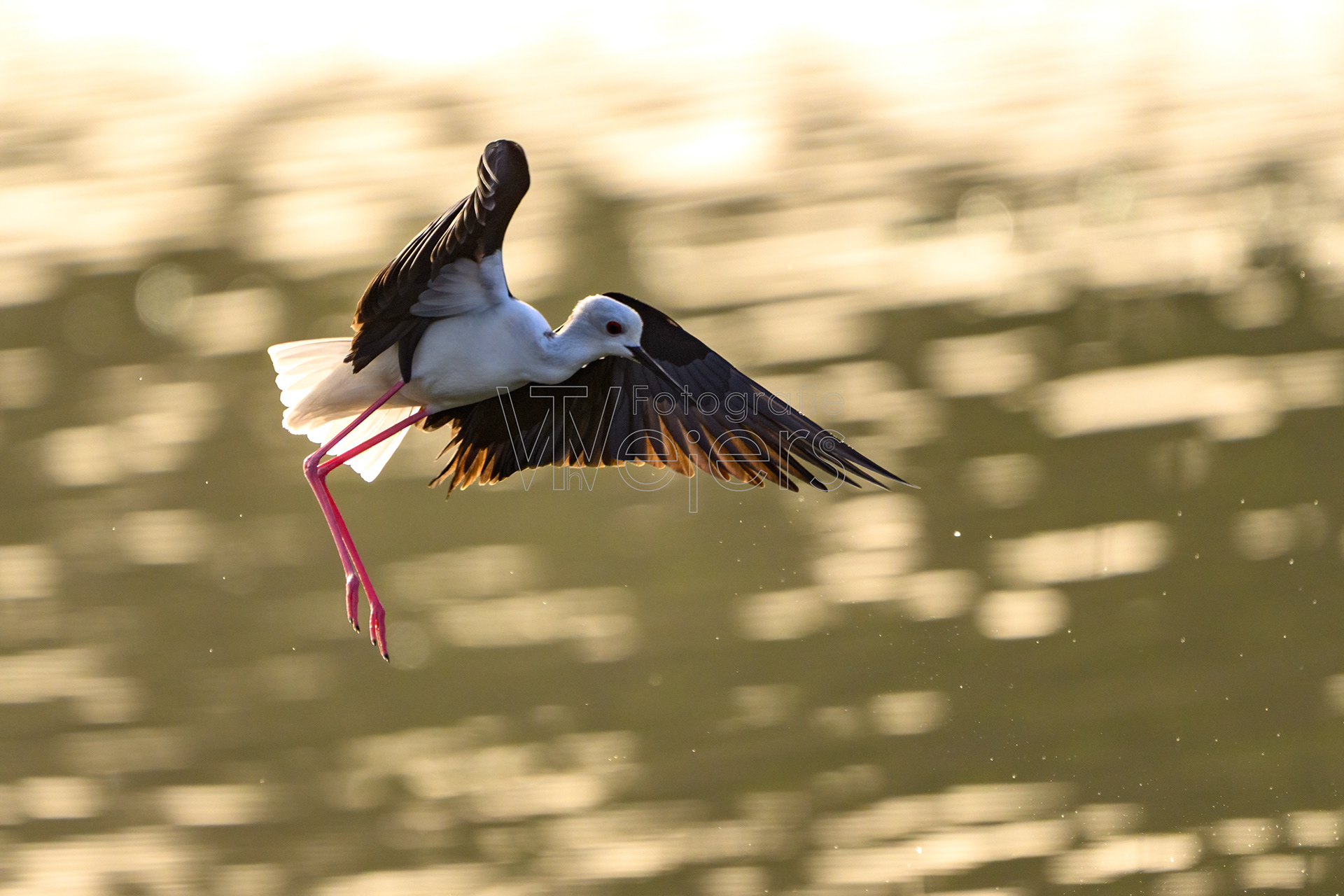 Stelzenläufer, Afrika