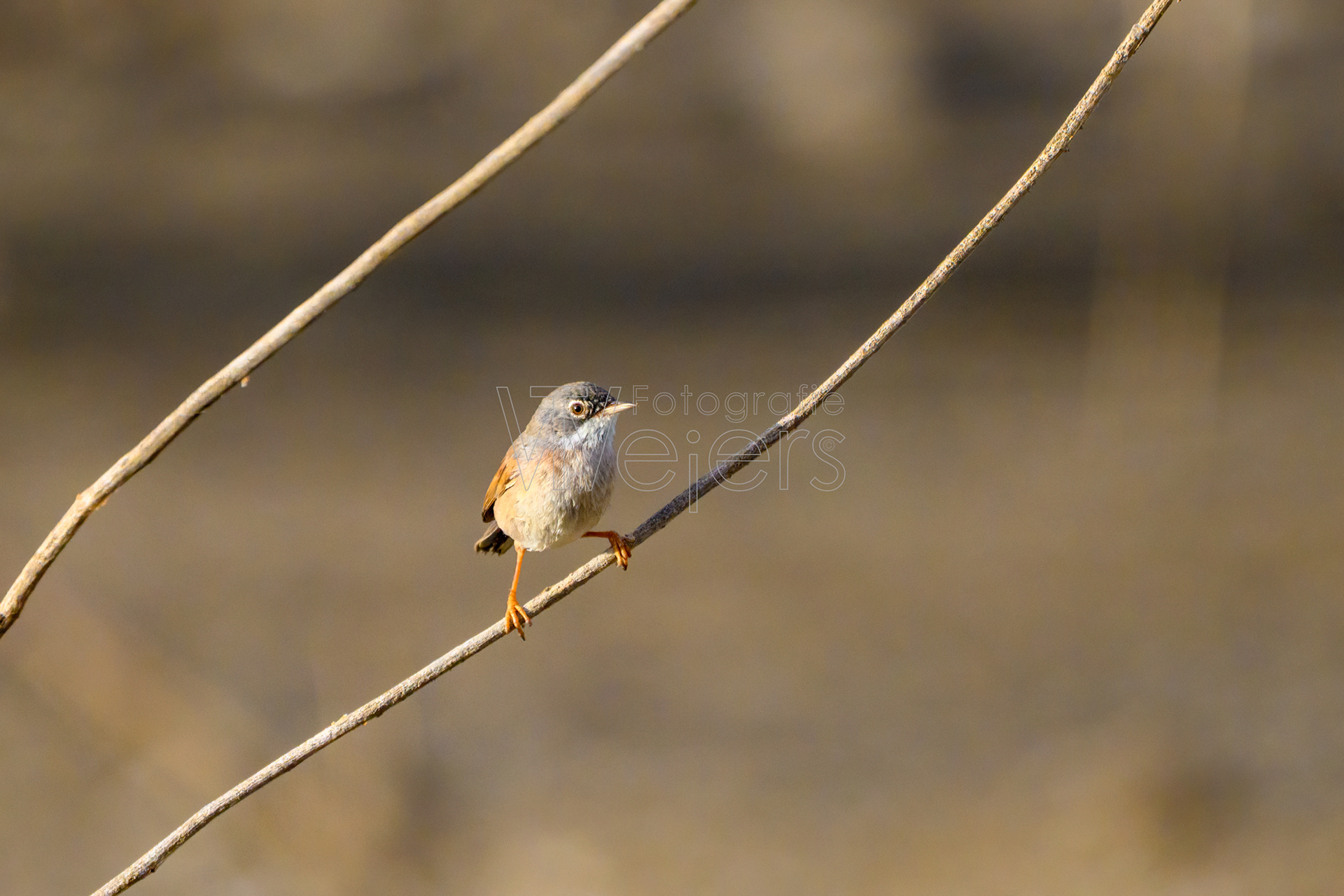 Brillengrasmücke, Afrika