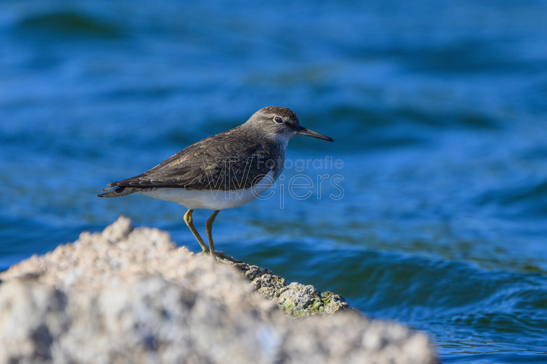 Flussuferläufer, Afrika