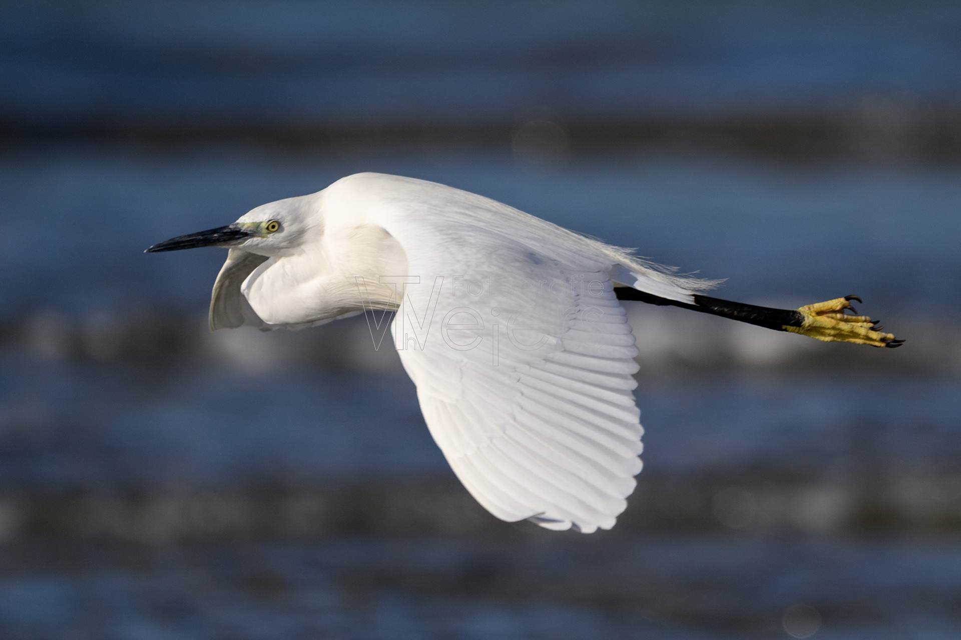 Seidenreiher, Afrika