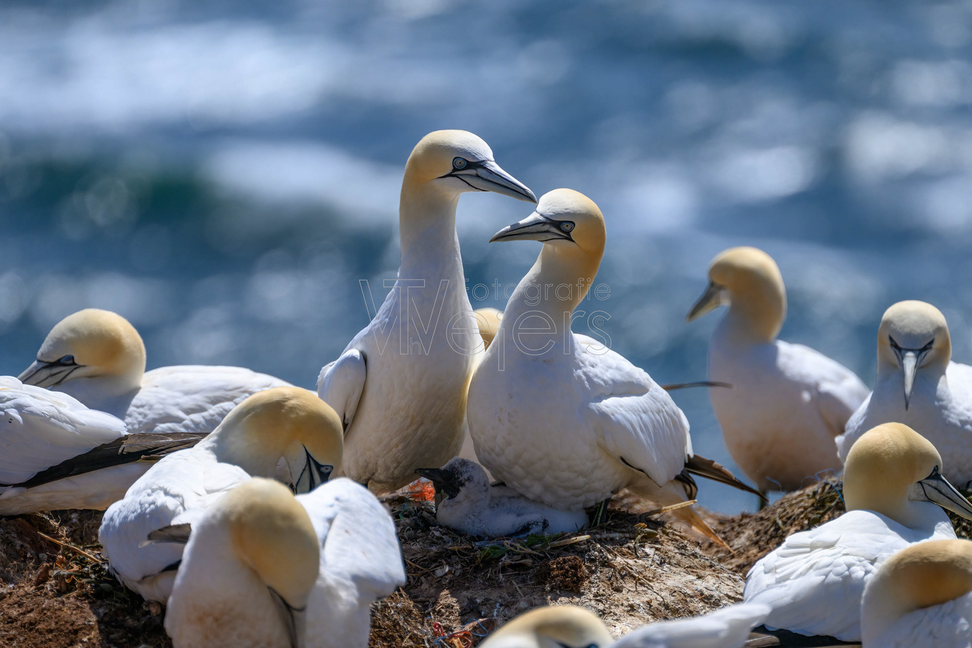 Basstölpel, Deutschland