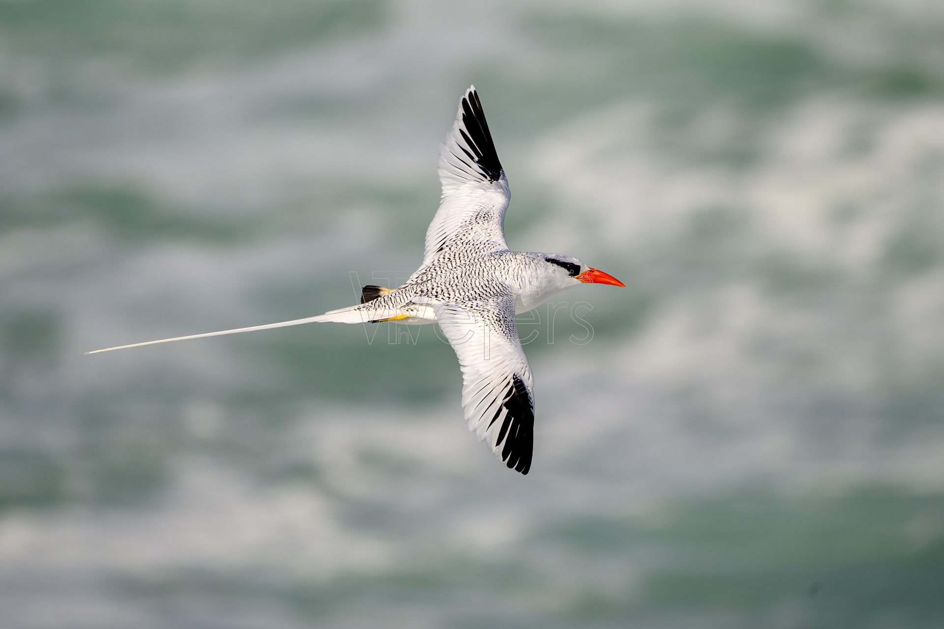 Rotschnabel-Tropikvogel, Afrika