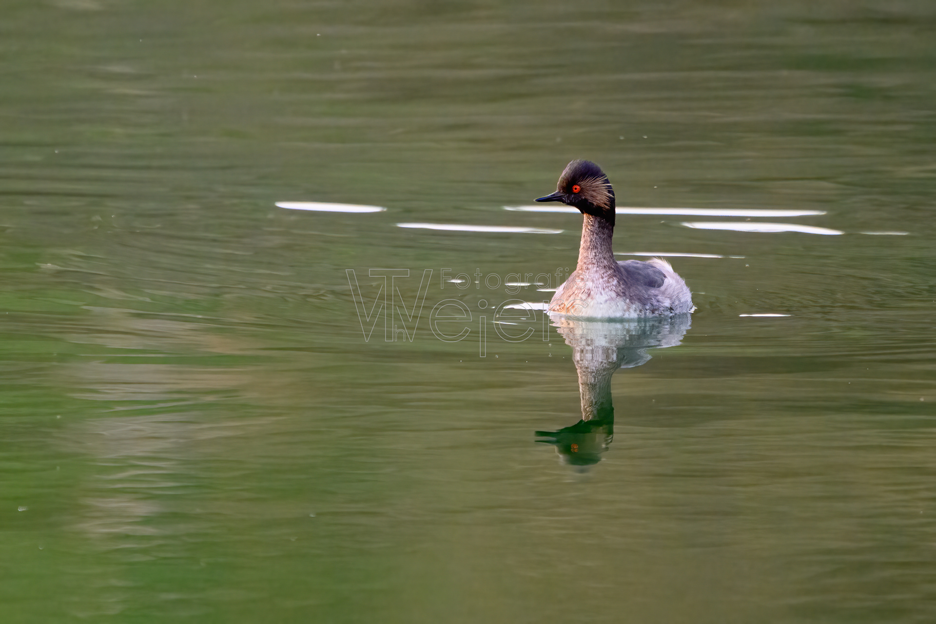 Schwarzhalstaucher, Afrika