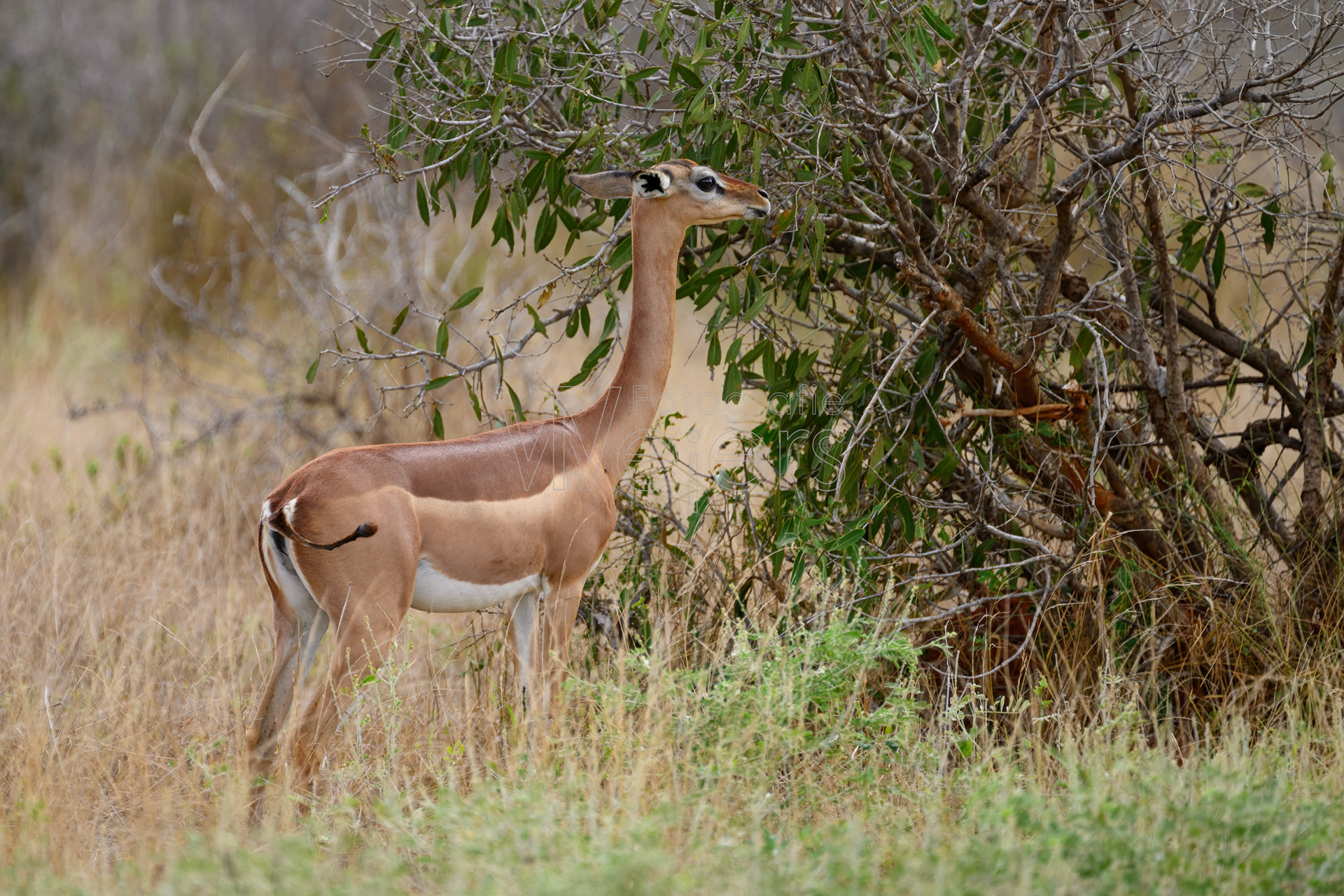 Giraffengazelle, Afrika