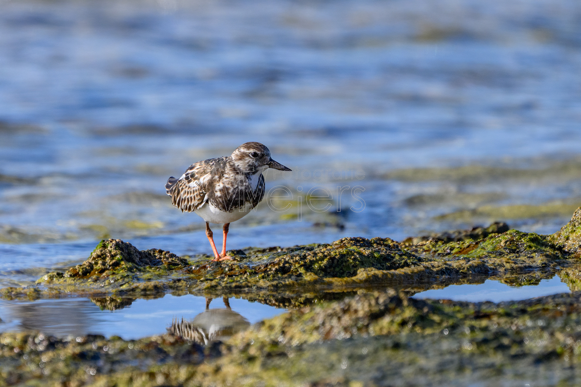 Steinwältzer, Afrika