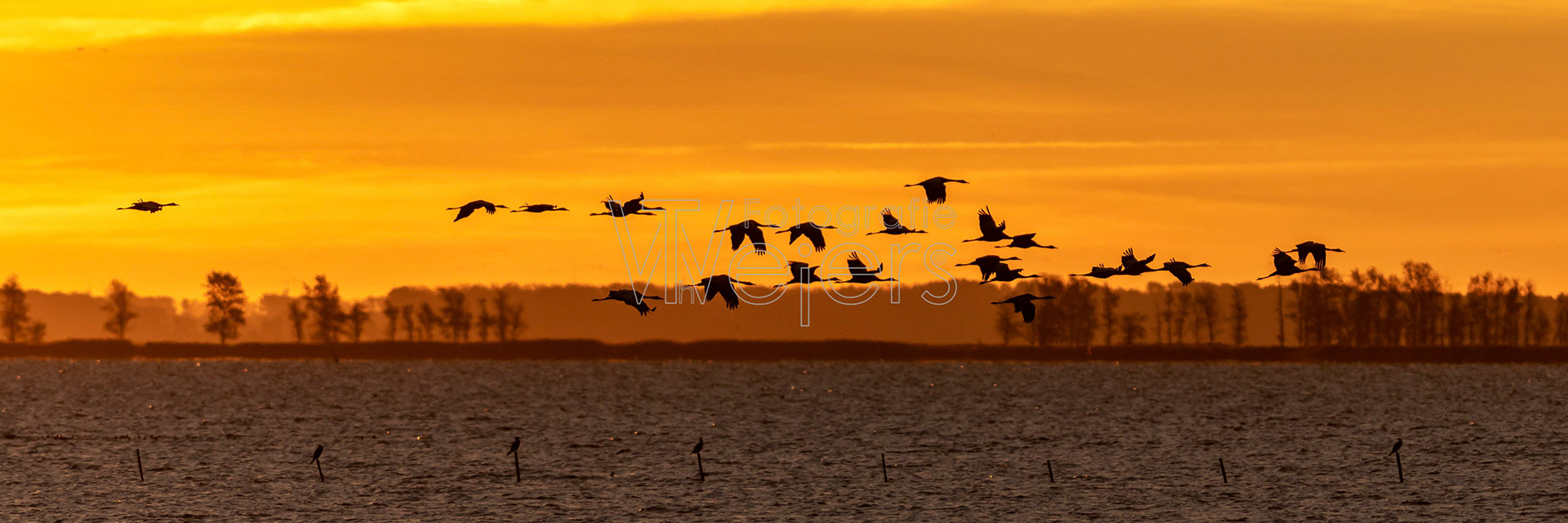 Zingst Kranich
