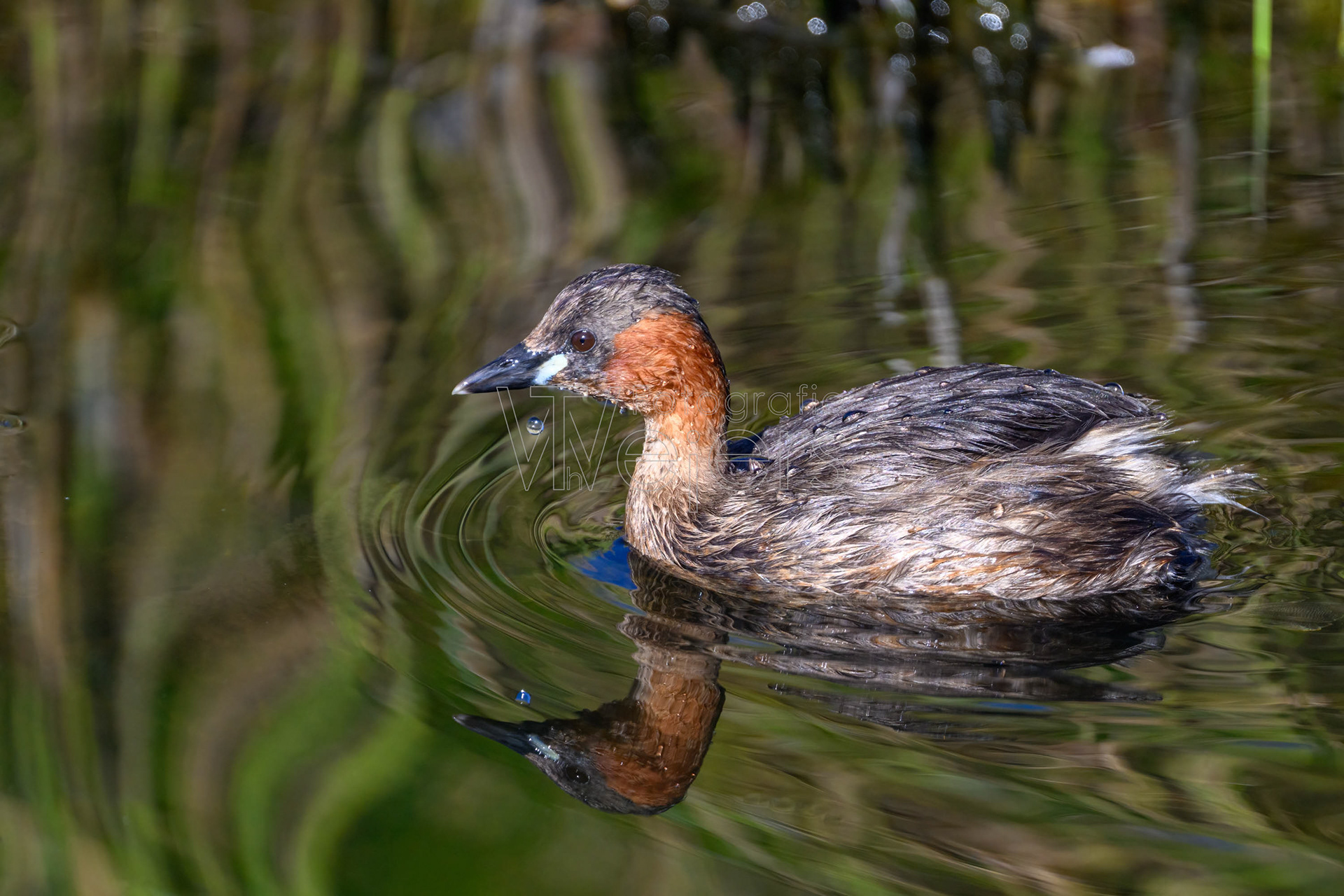 Zwergtaucher, Deutschland