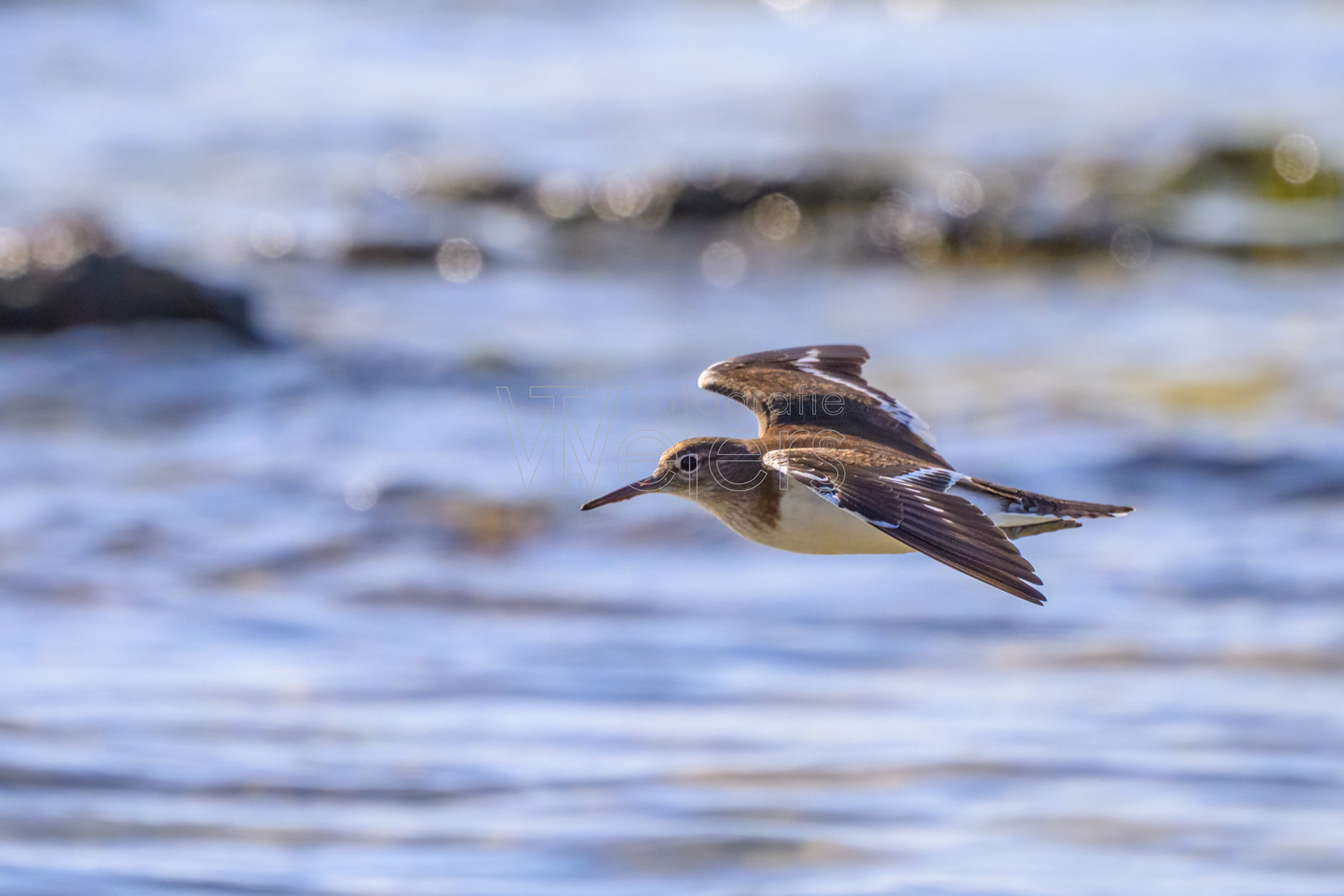 Flussuferläufer, Afrika
