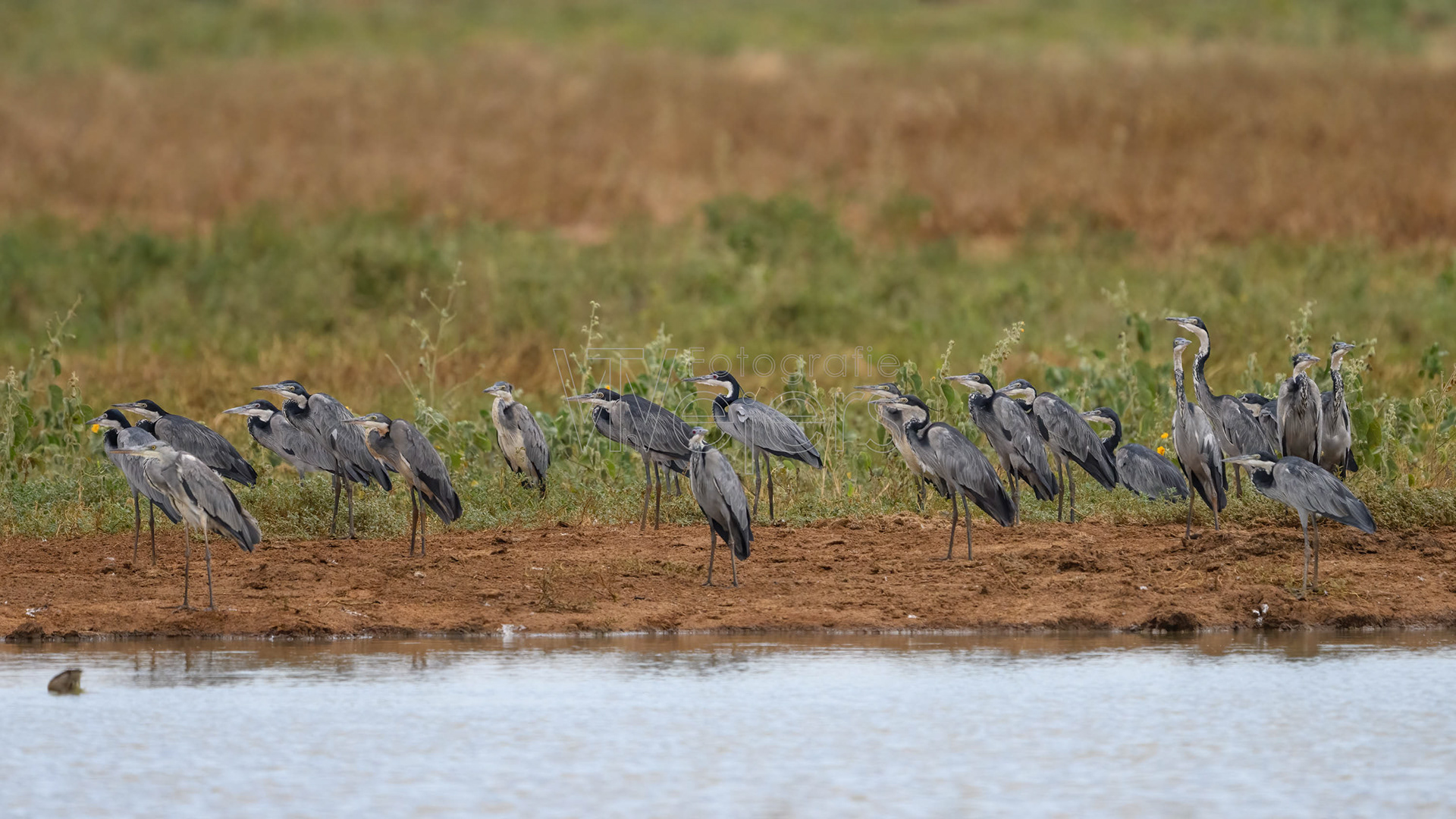 Schwarzhalsreiher, Afrika