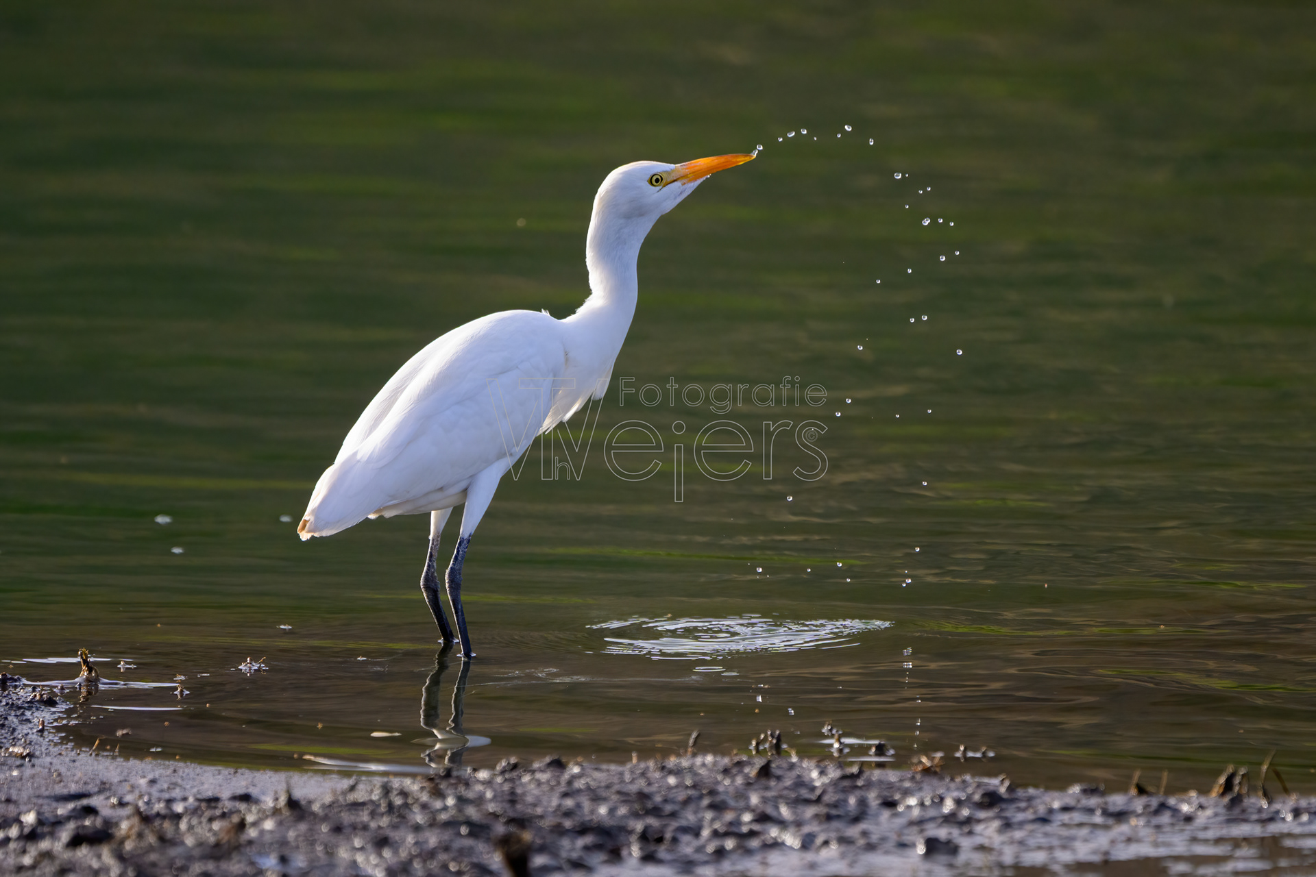 Afrikamittelreiher, Afrika