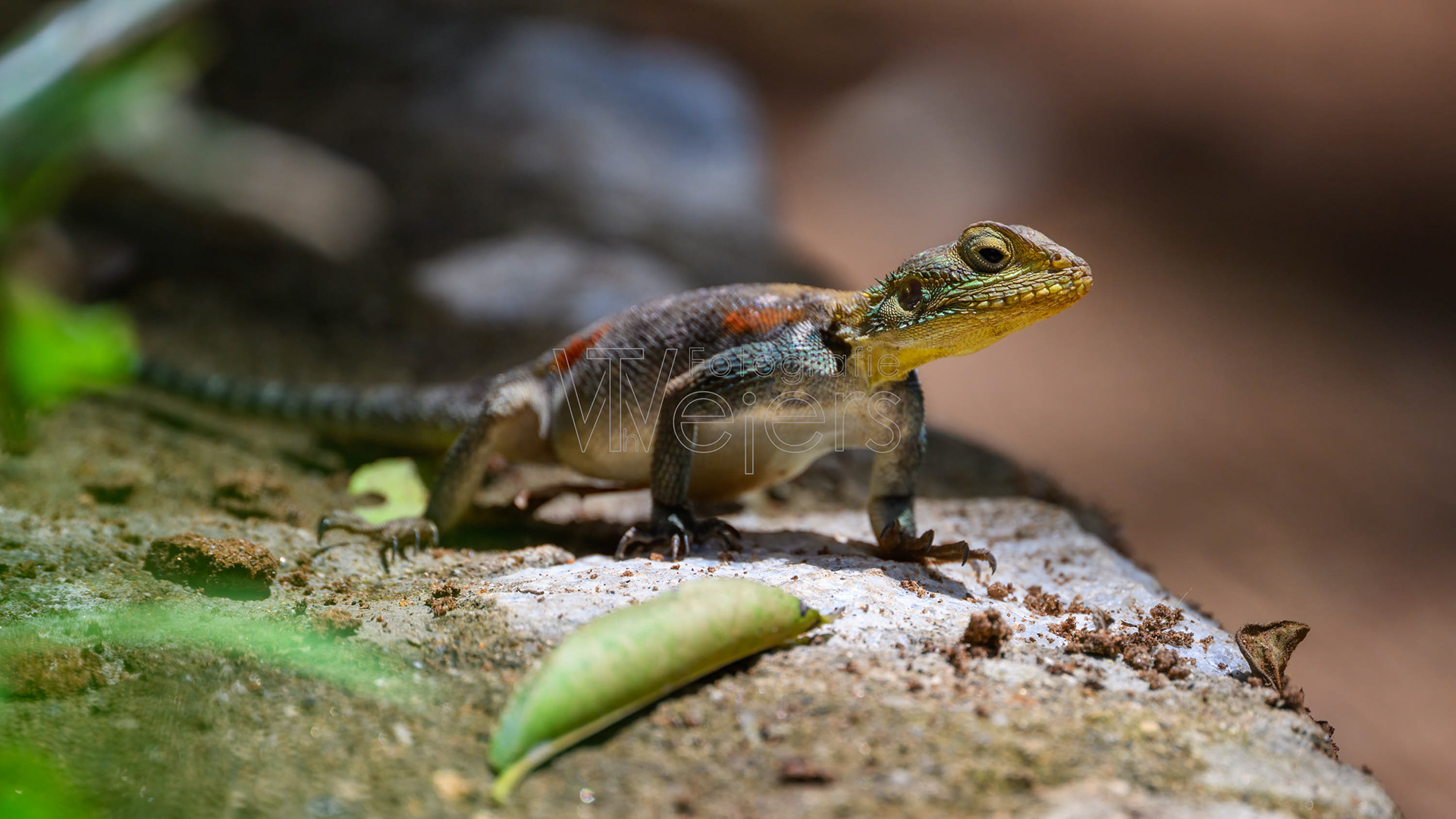 Siedleragame, Afrika