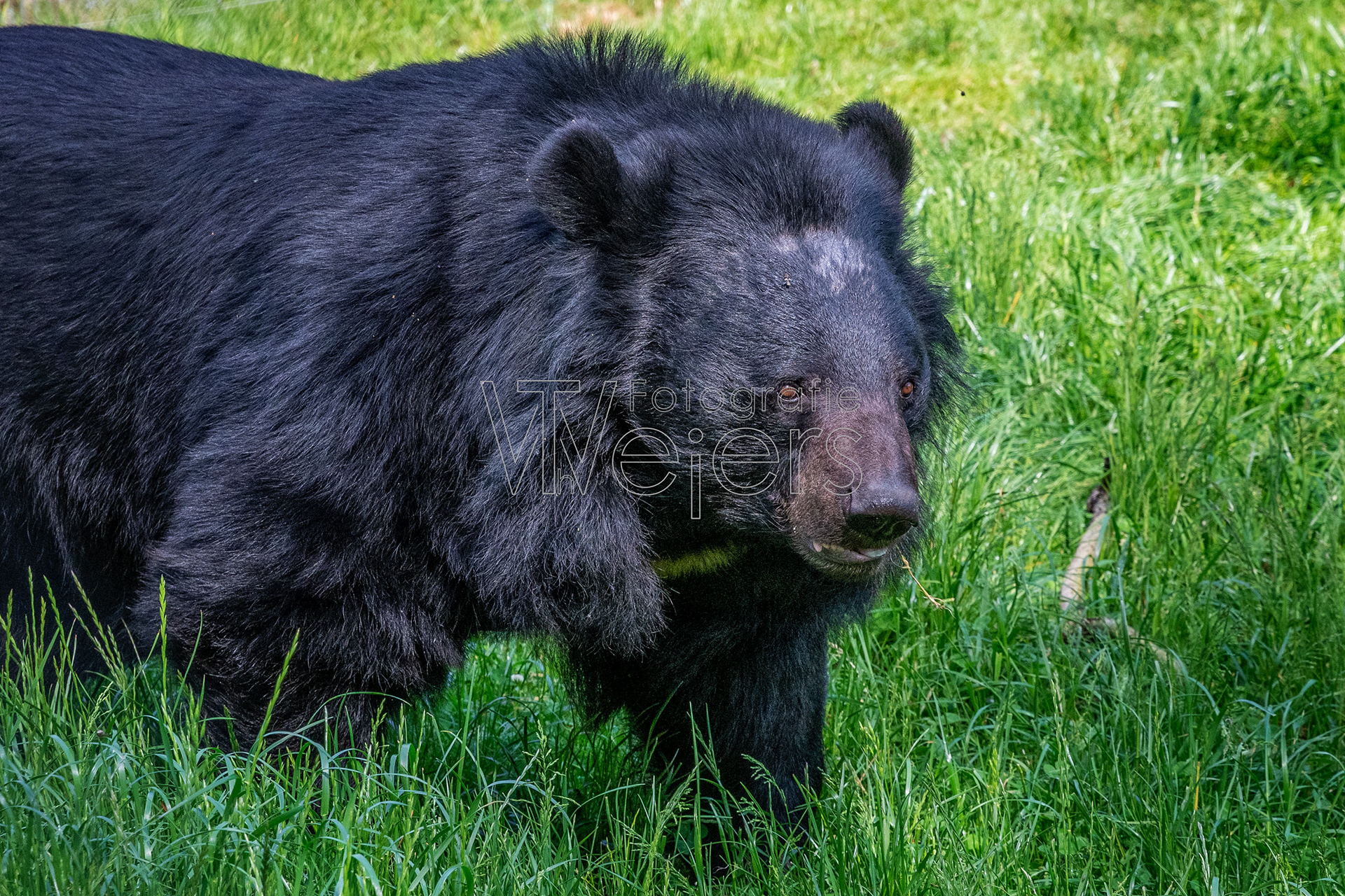 Kragenbär (Asiatische Schwarzbär), Deutschland (WP)