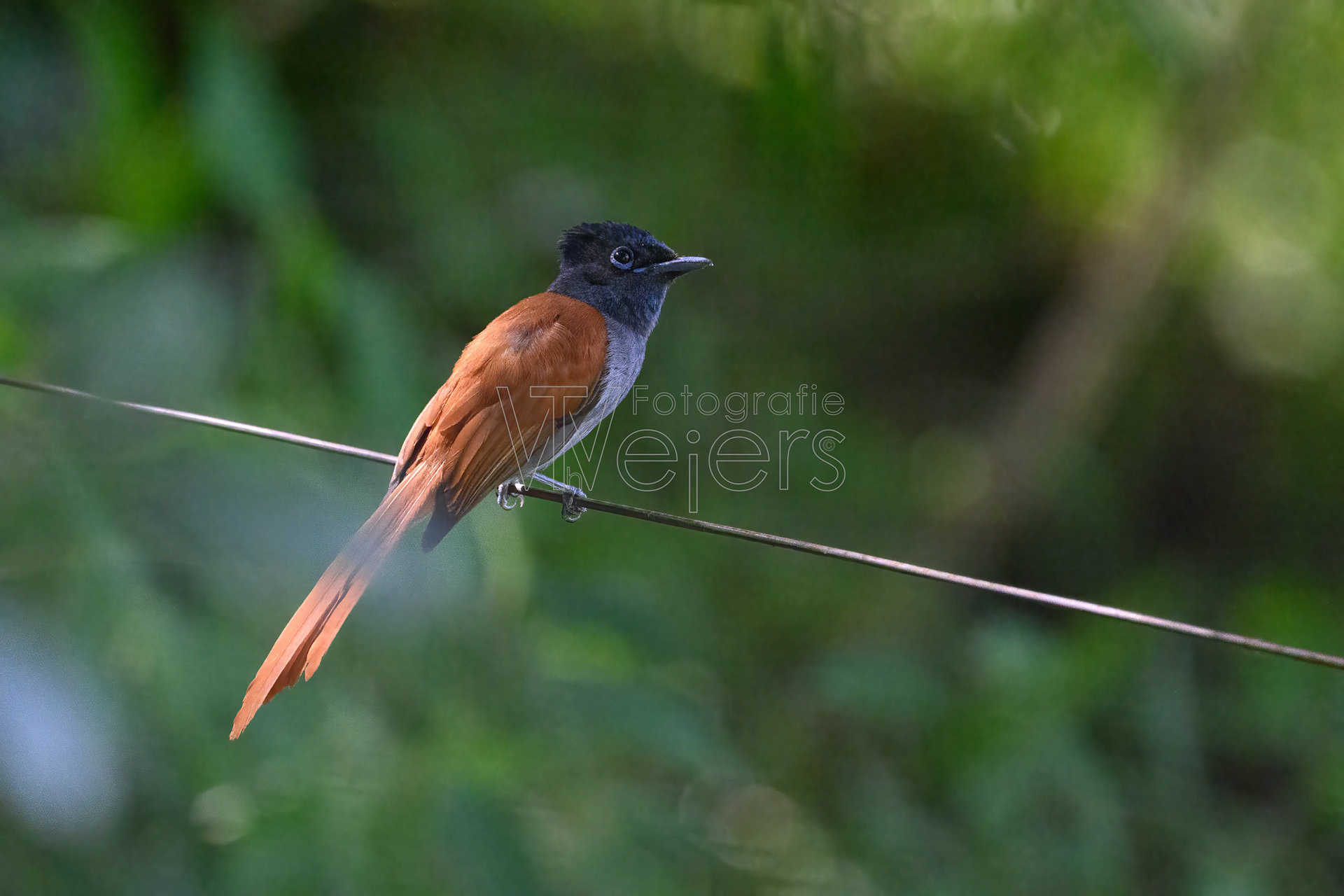 Graubrust-Paradiesschnäpper, Afrika