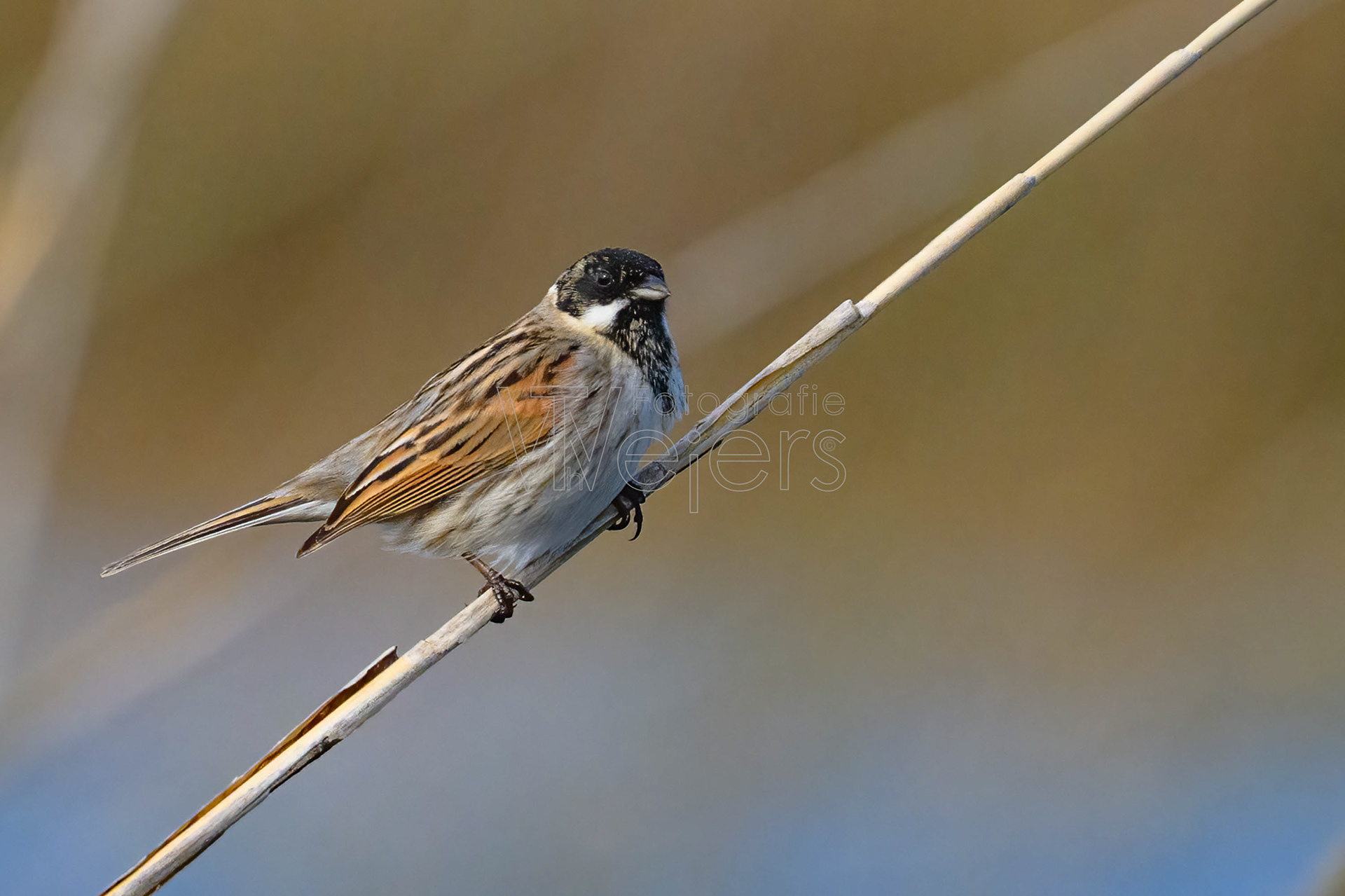 Rohrammer, Deutschland