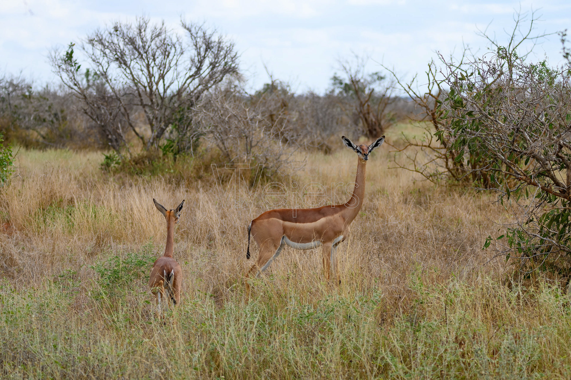 Giraffengazelle, Afrika