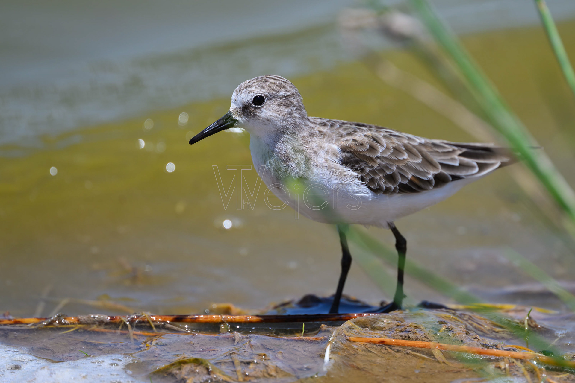 Zwergstrandläufer, Afrika