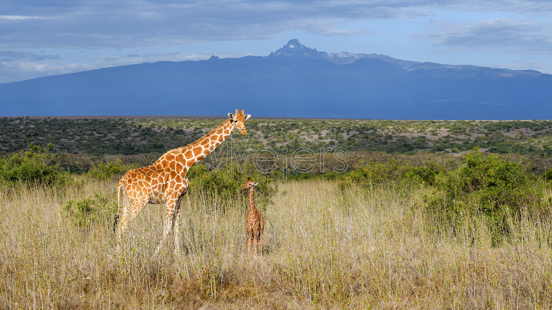 Netzgiraffe, Afrika