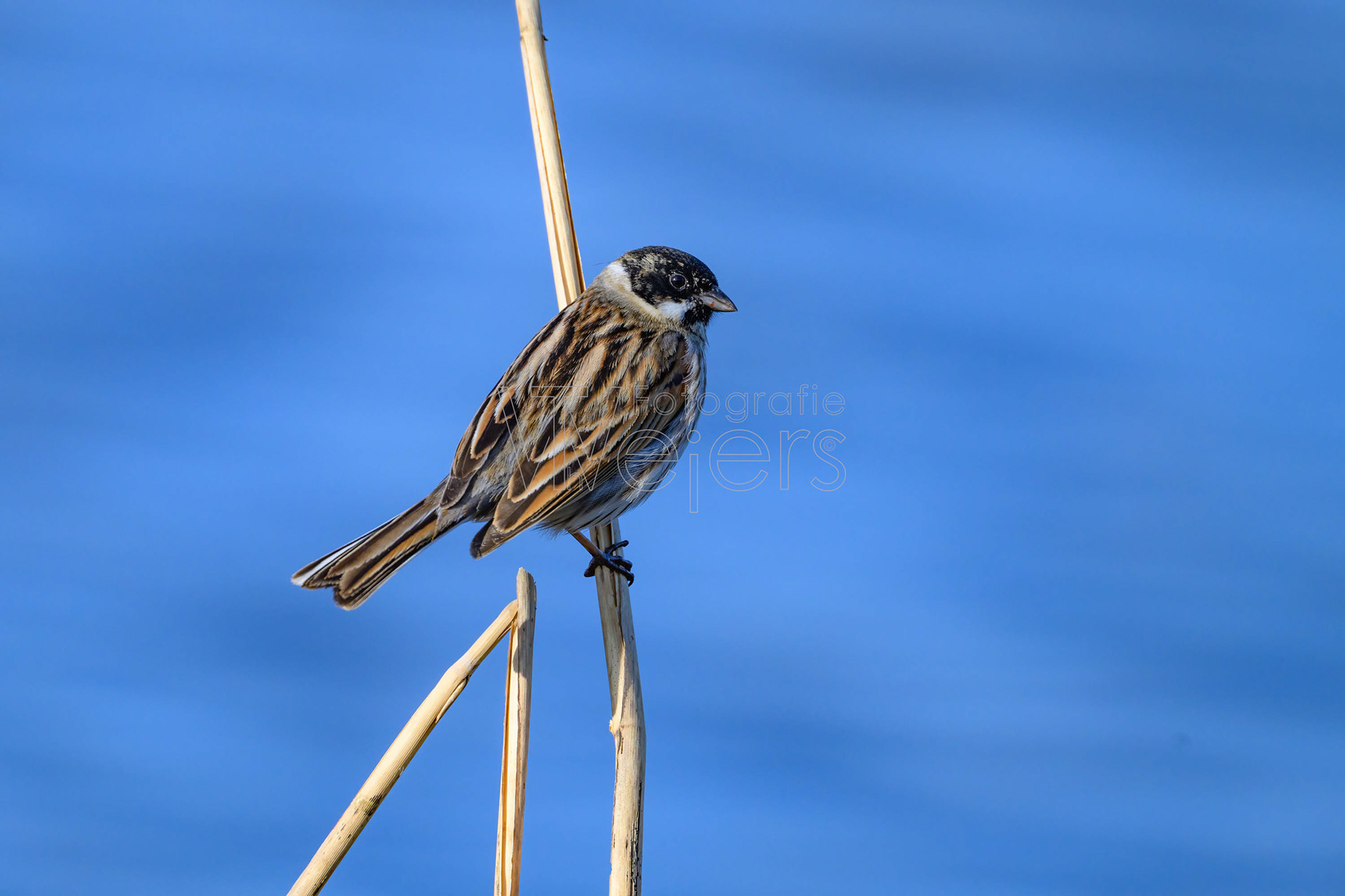 Rohrammer, Deutschland