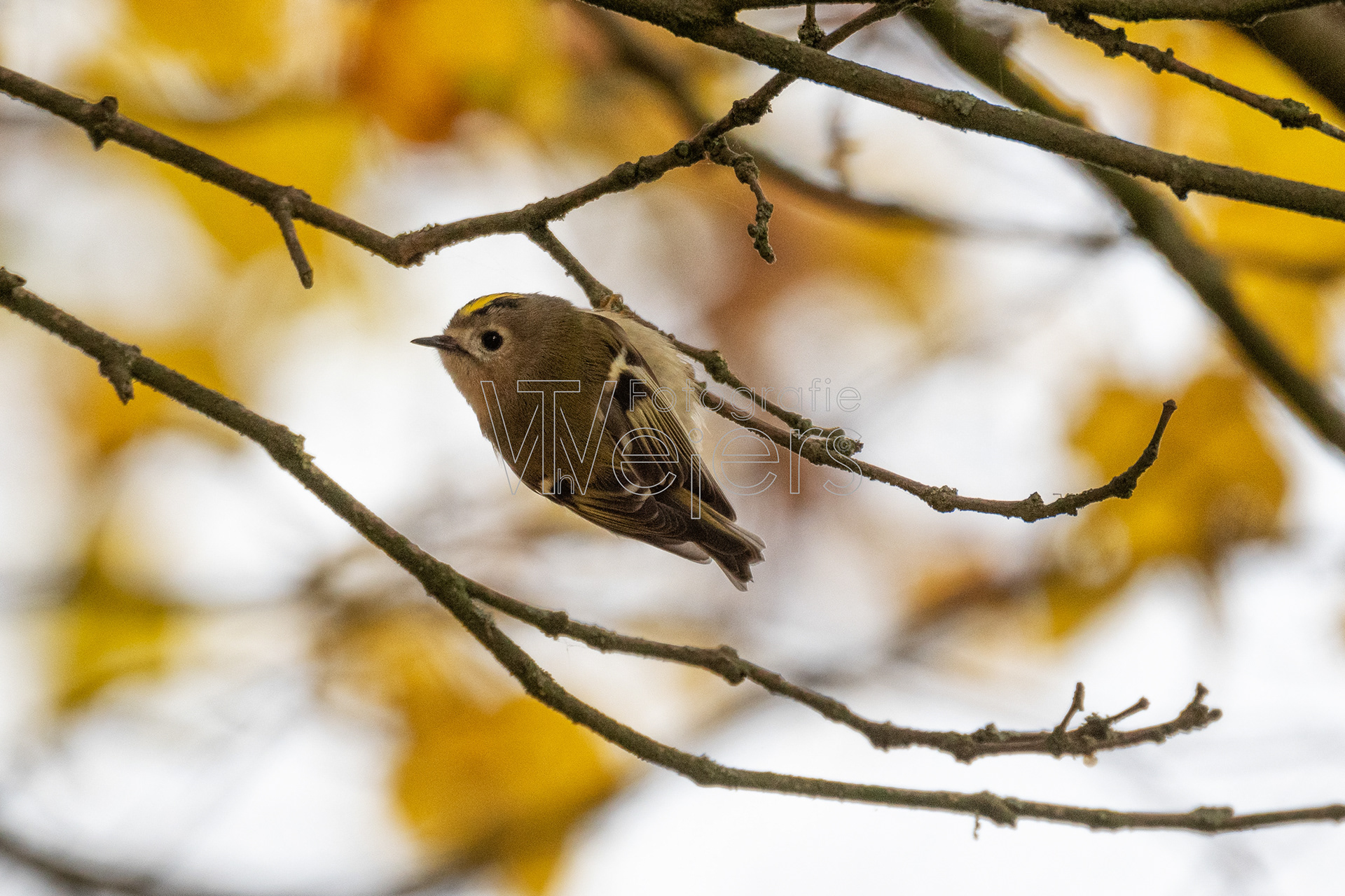 Wintergoldhähnchen, Deutschland