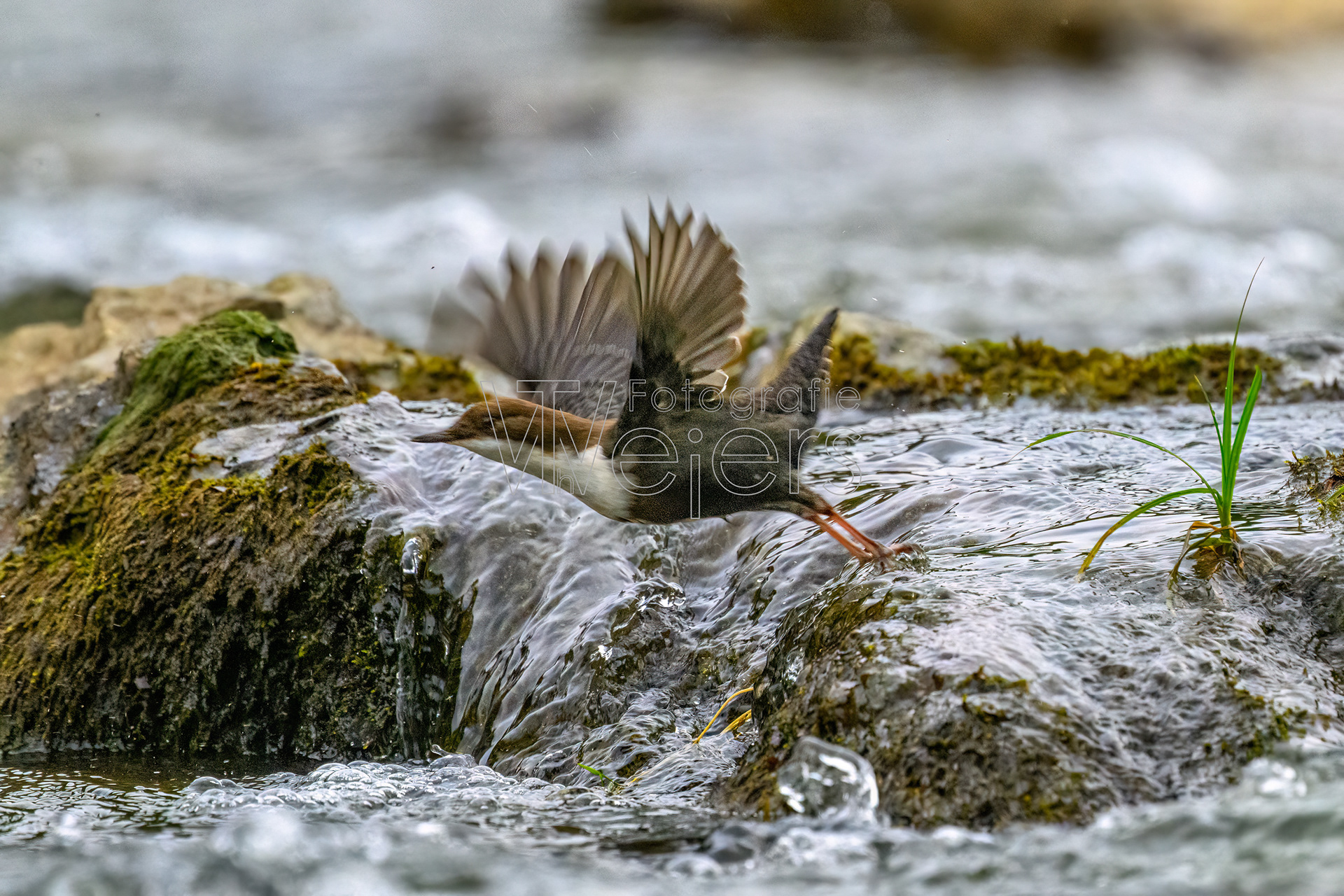 Wasseramsel, Europa