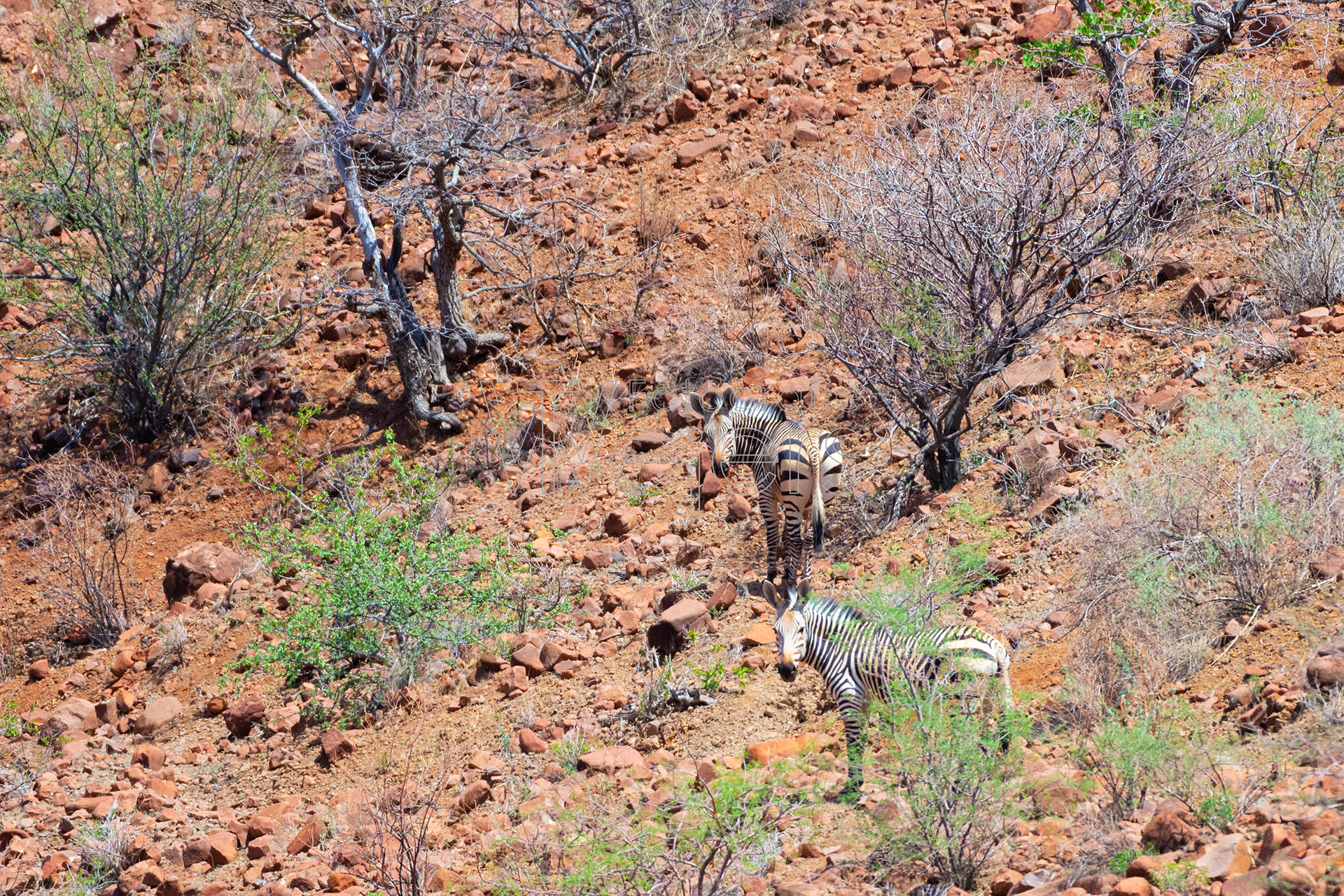 Hartmann-Bergzebra, Afrika
