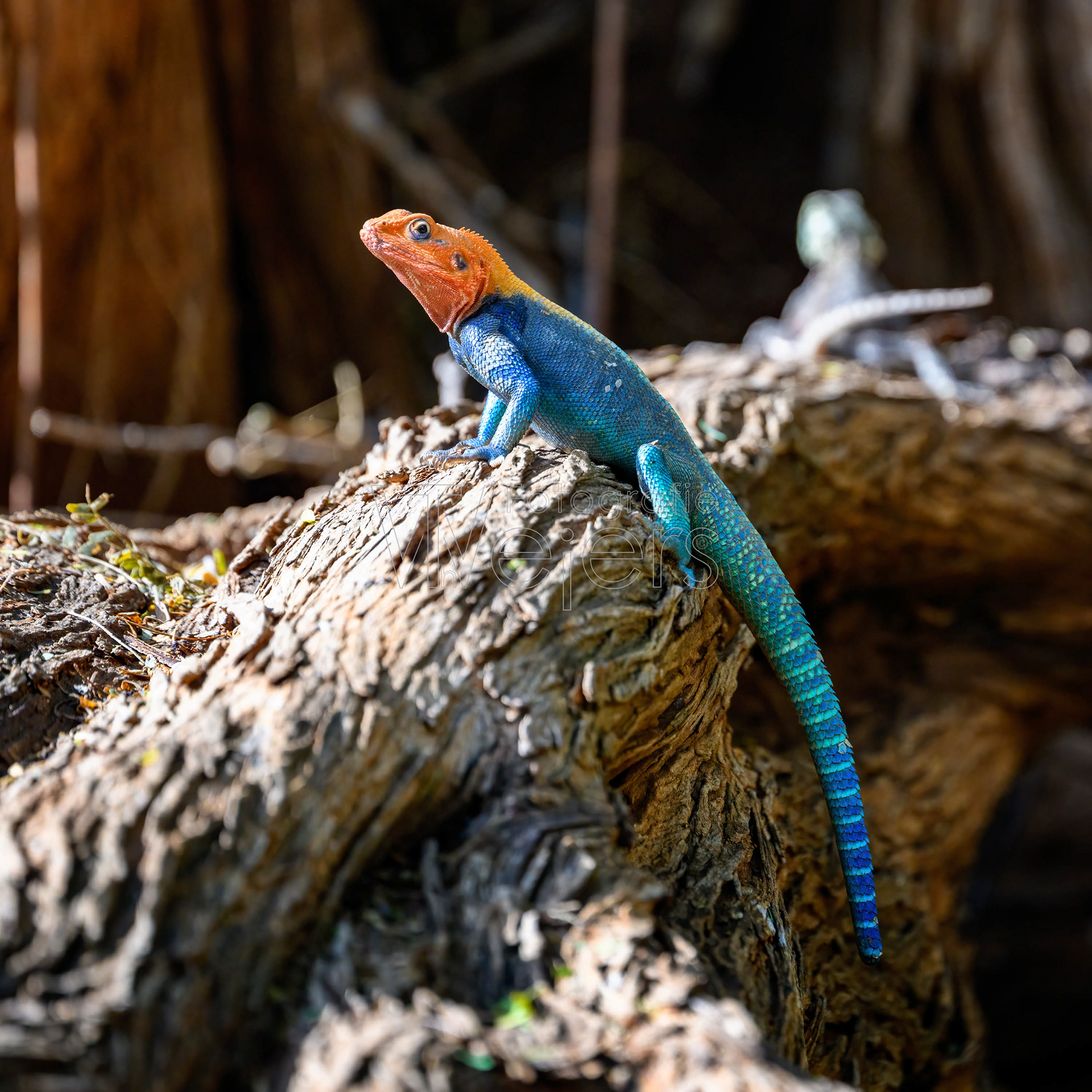 Siedleragame, Afrika