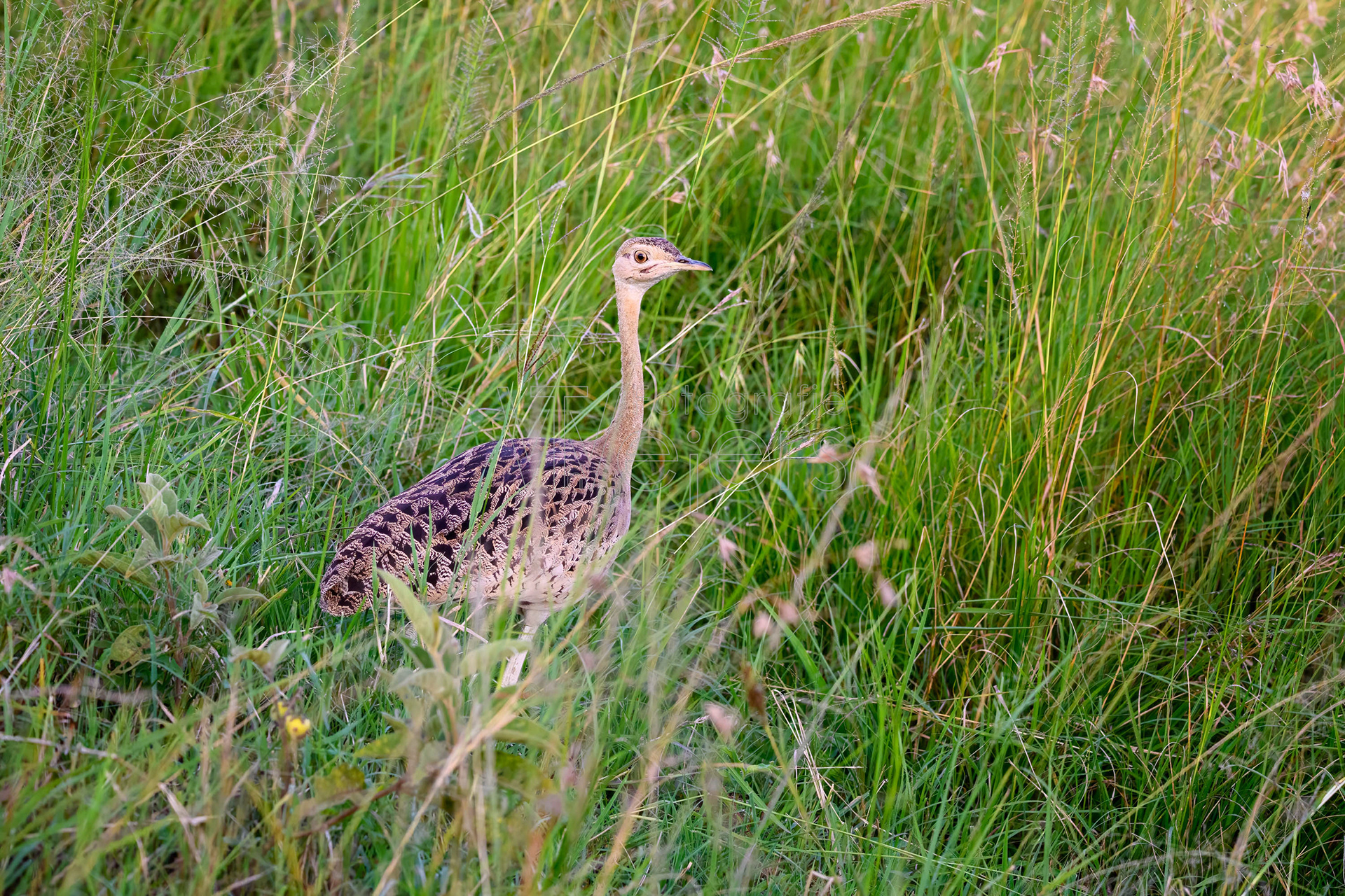 Senegaltrappe, Afrika