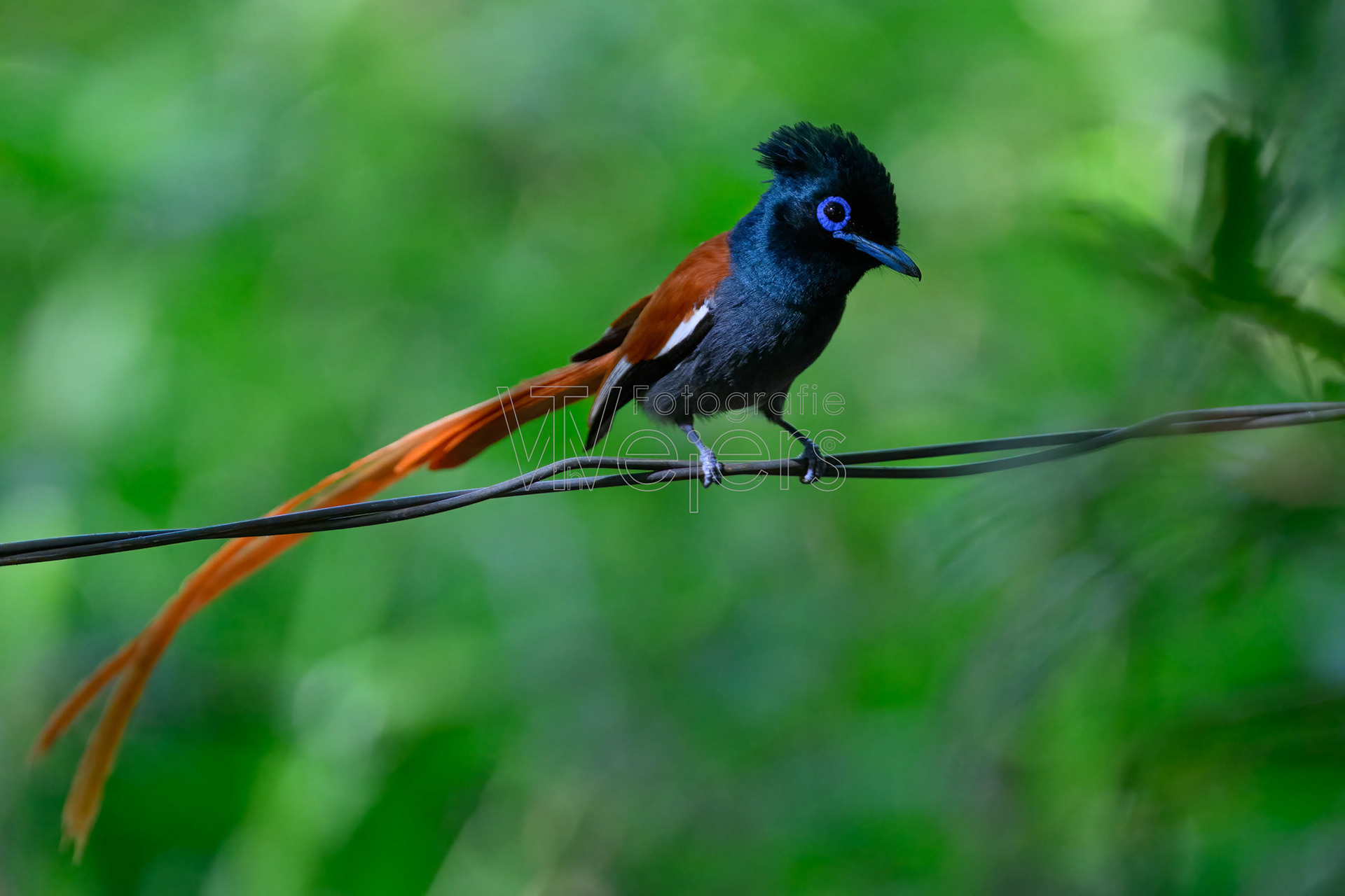 Graubrust-Paradiesschnäpper, Afrika