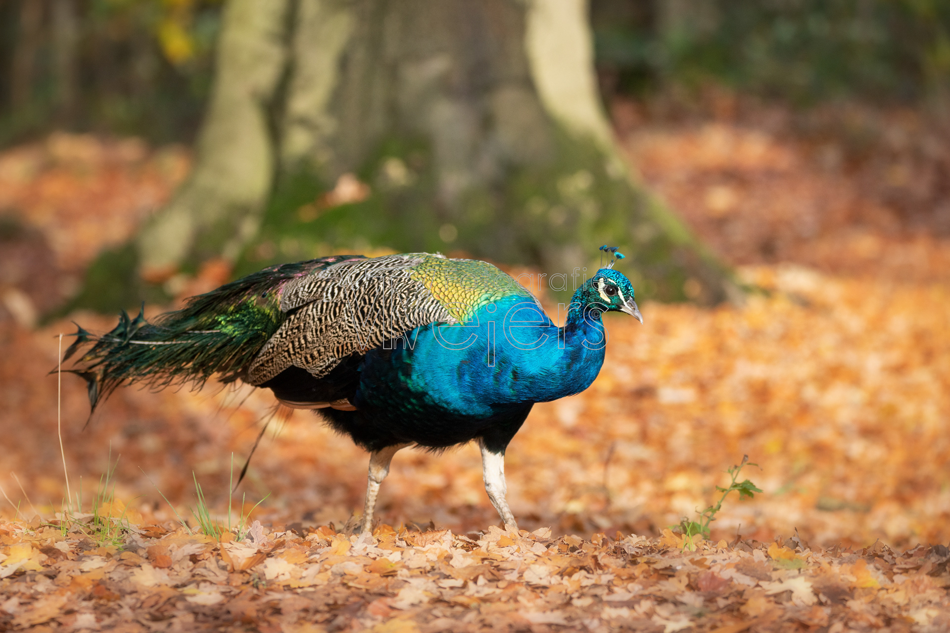 Blauer Pfau, Deutschland