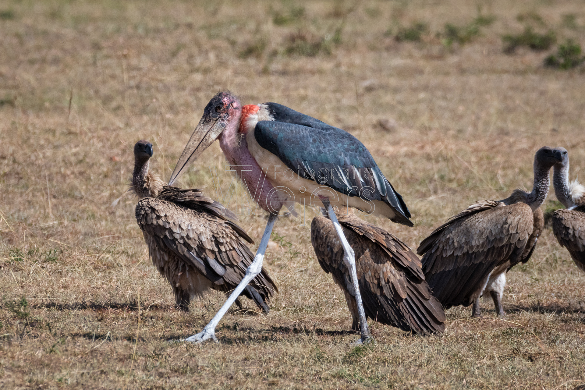 Marabu, Afrika