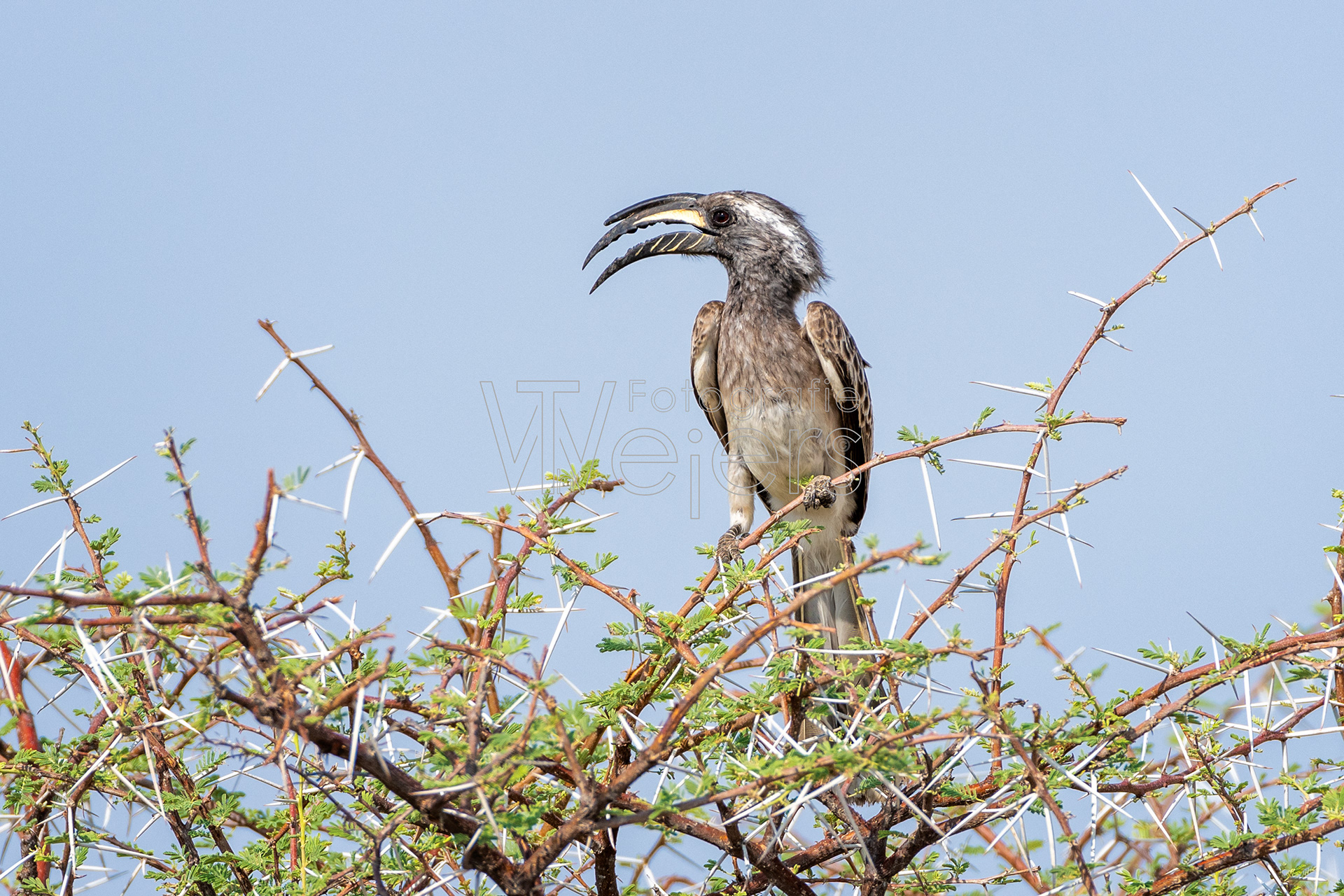 Grautoko, Afrika