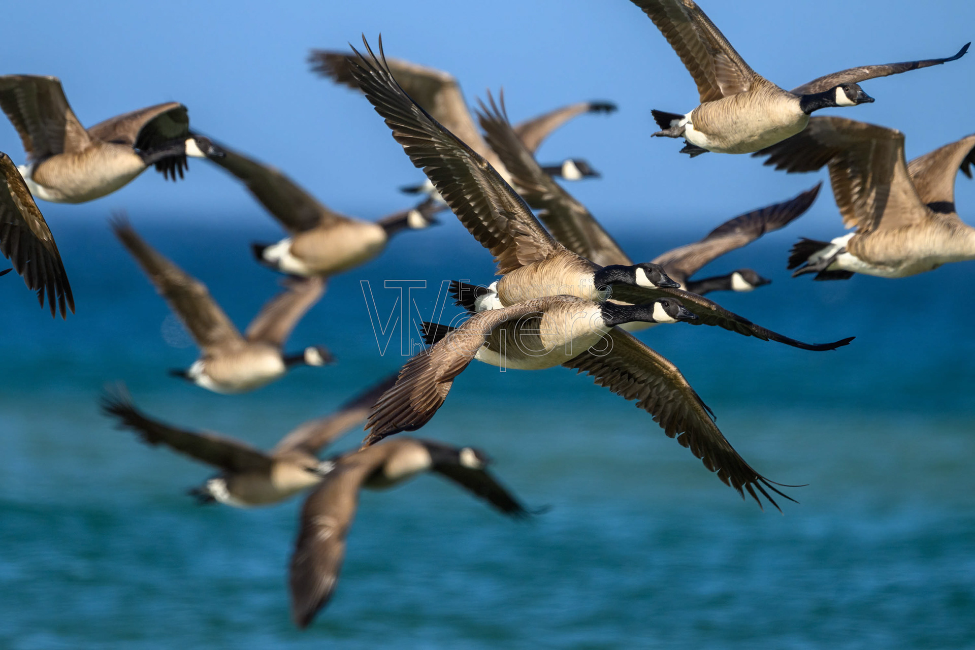 Kanadagans, Deutschland