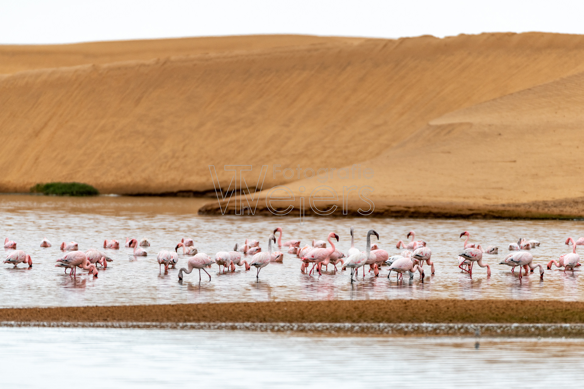 Zwergflamingo, Afrika