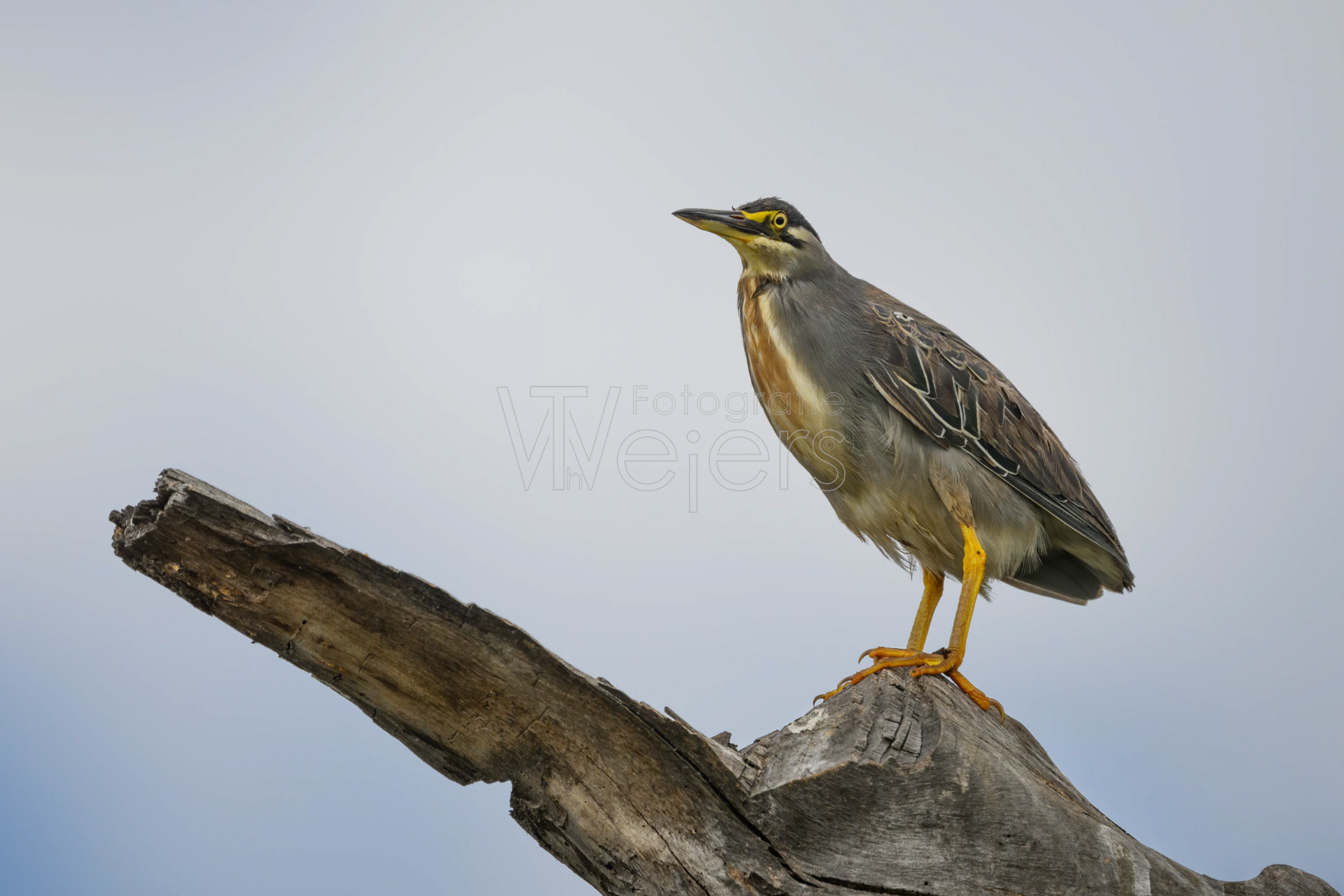 Mangrovereiher, Afrika