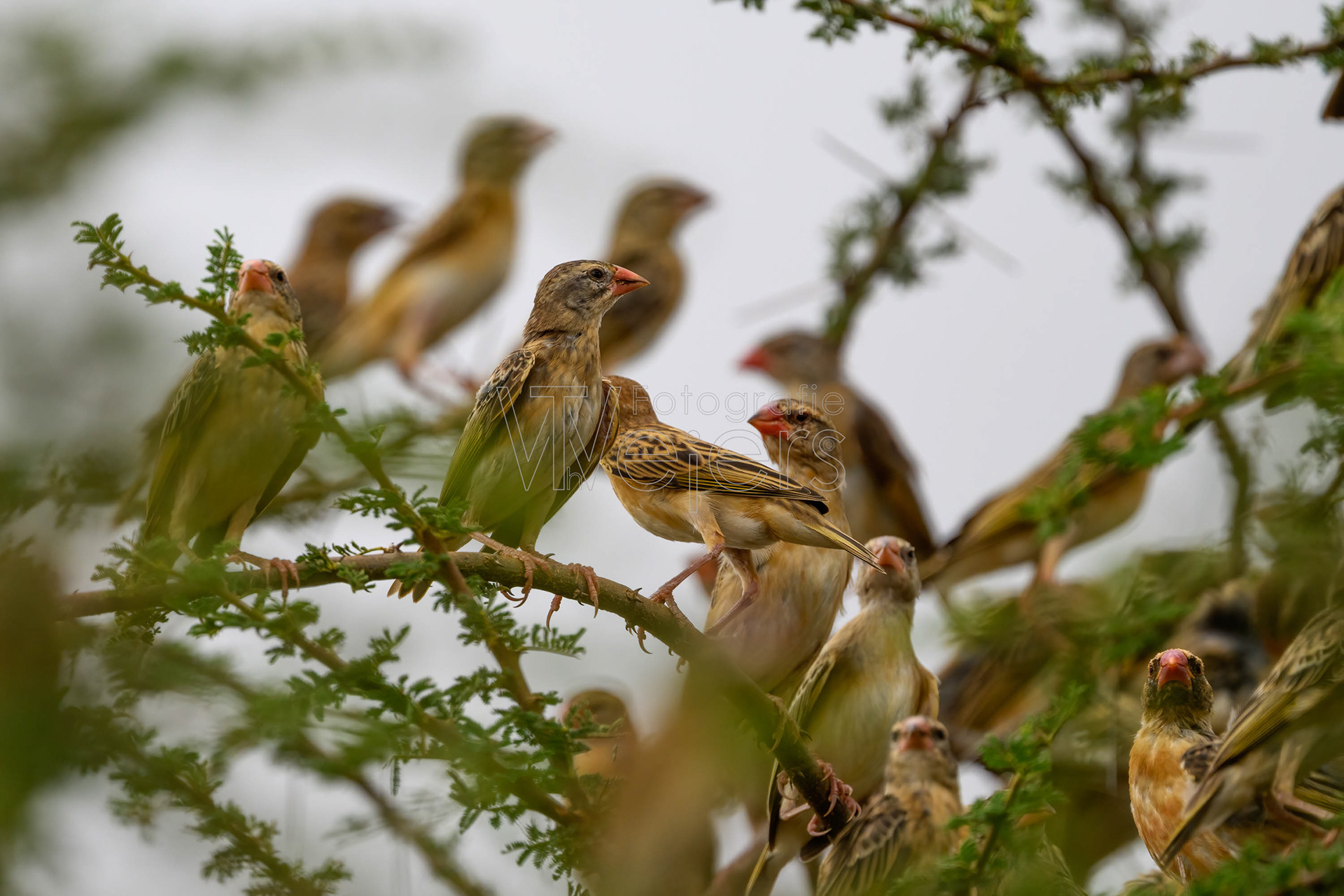 Blutschnabelweber, Afrika