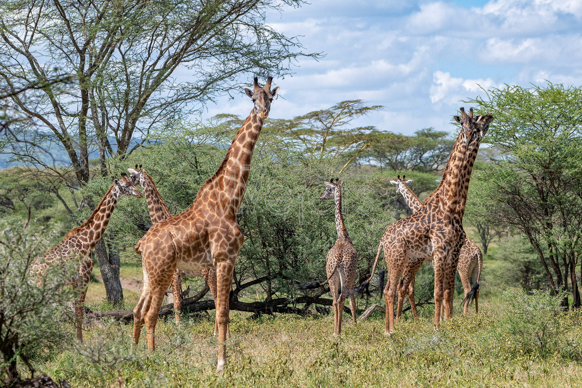 Massaigiraffe, Afrika