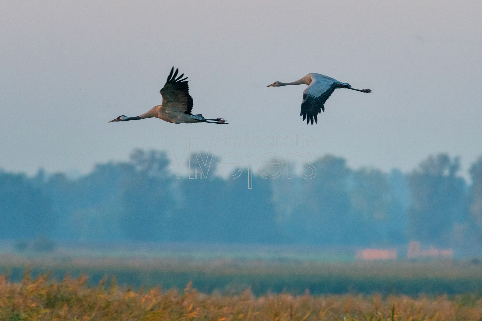 Zingst Kranich