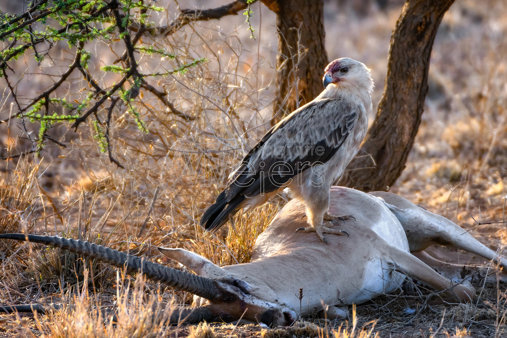 Raub- / Savannenadler, Afrika