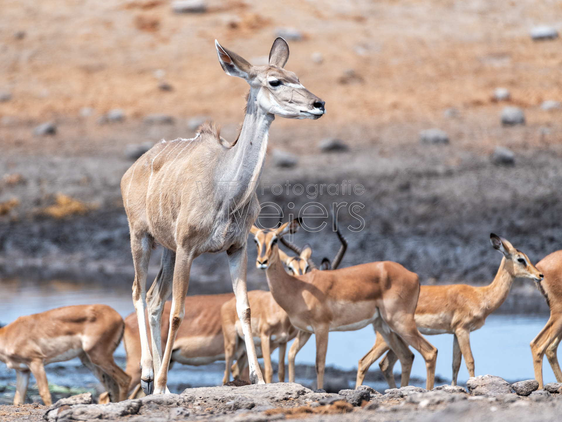 Großkudu, Afrika