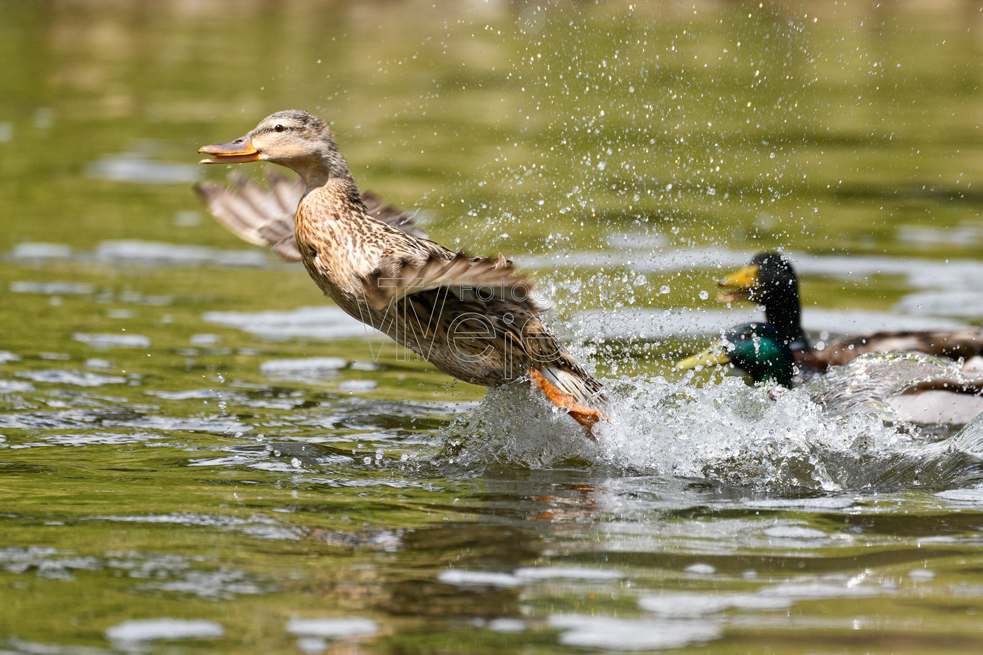 Stockente, Deutschland