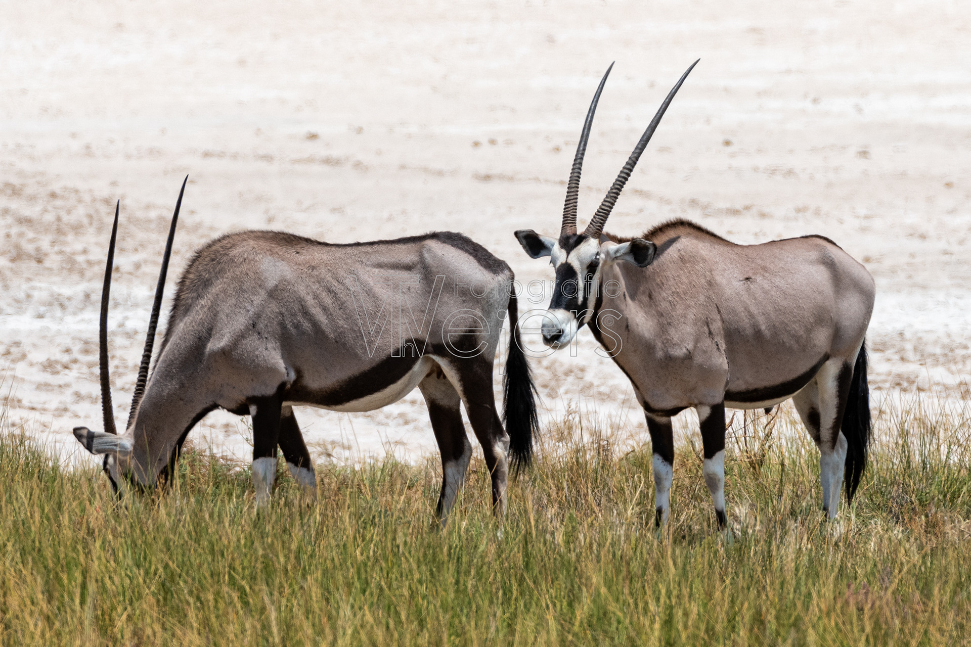 Oryxantilope, Afrika