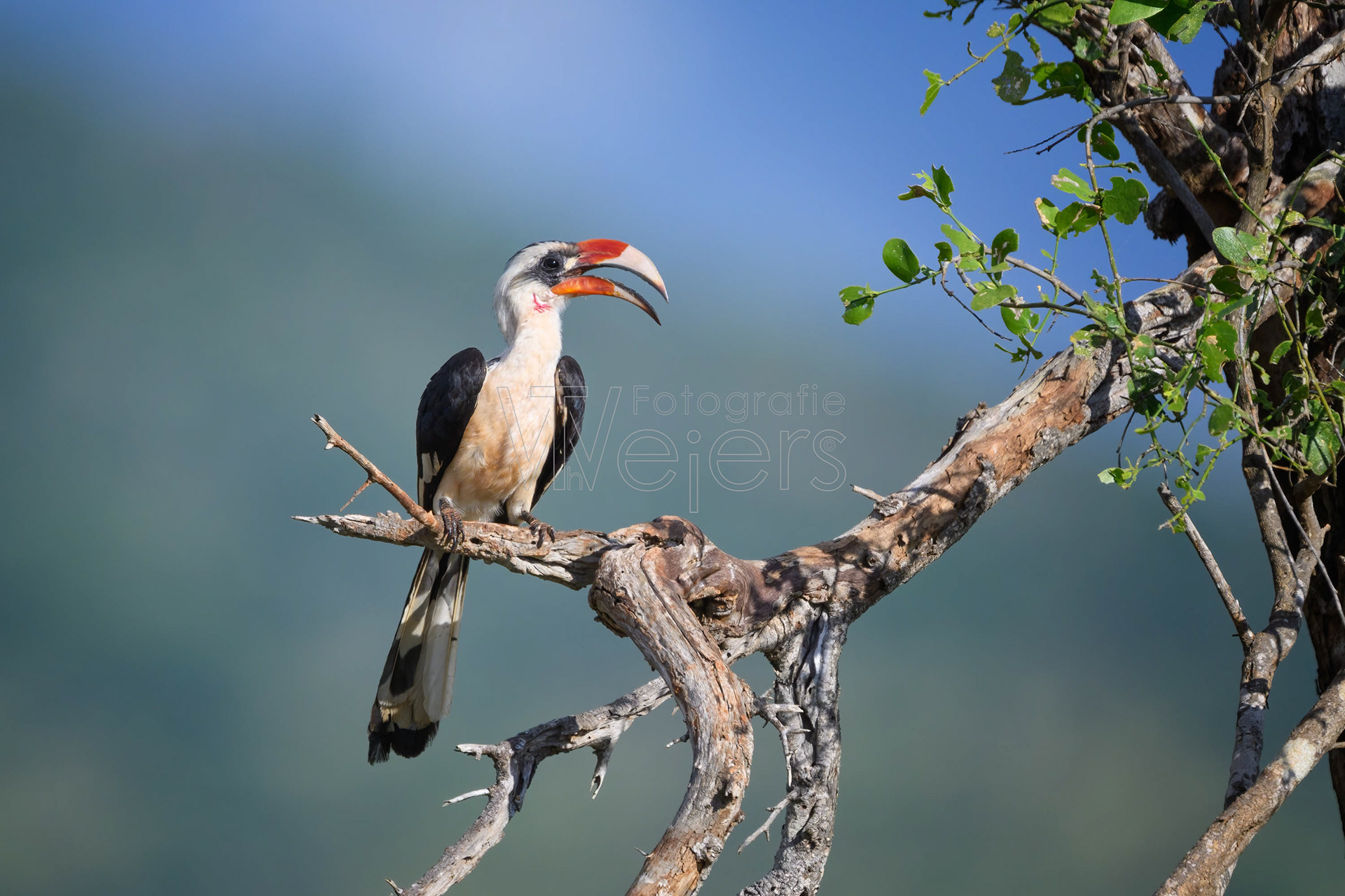 Von-der-Decken-Toko, Afrika